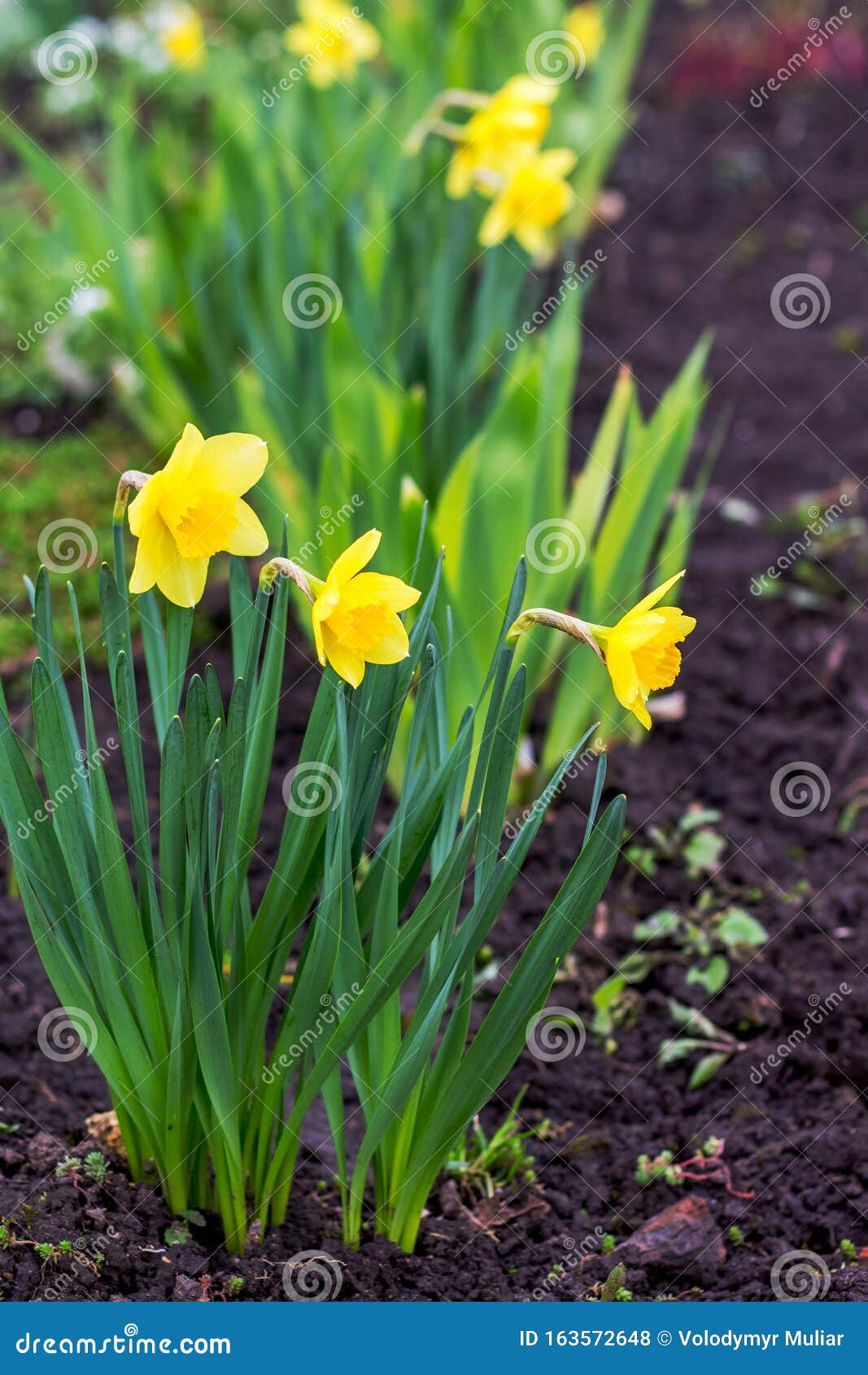 Yellow Daffodil Flowers on a Bed. Vertical Format_ Stock Photo Image