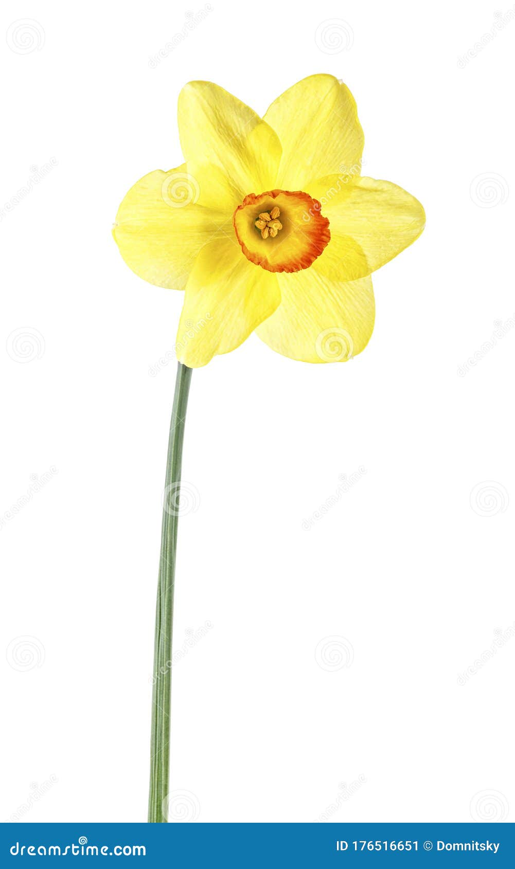 Yellow Daffodil Isolated on White Background Stock Image - Image of ...