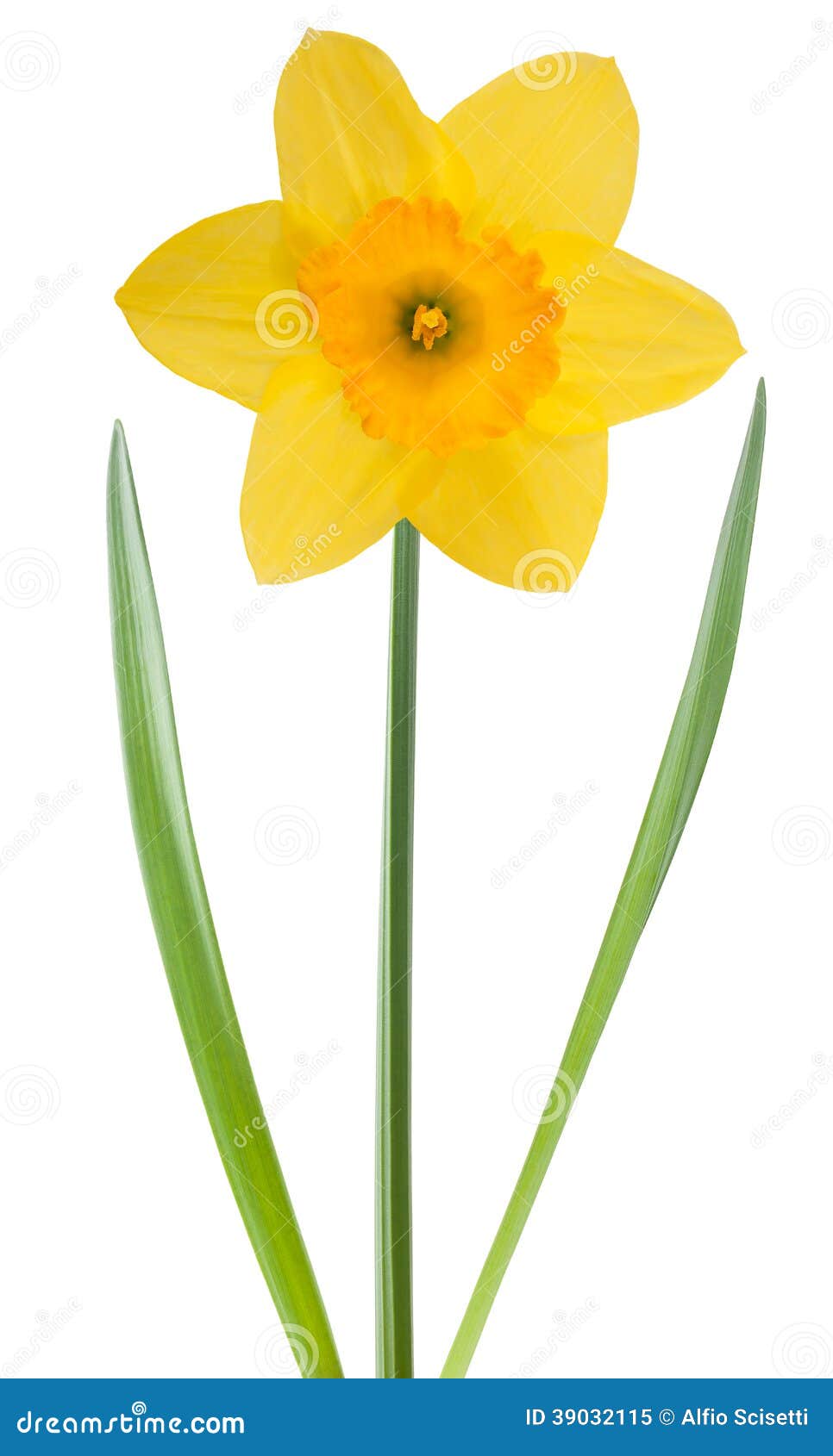 Yellow daffodil stock image. Image of meadow, florist 39032115