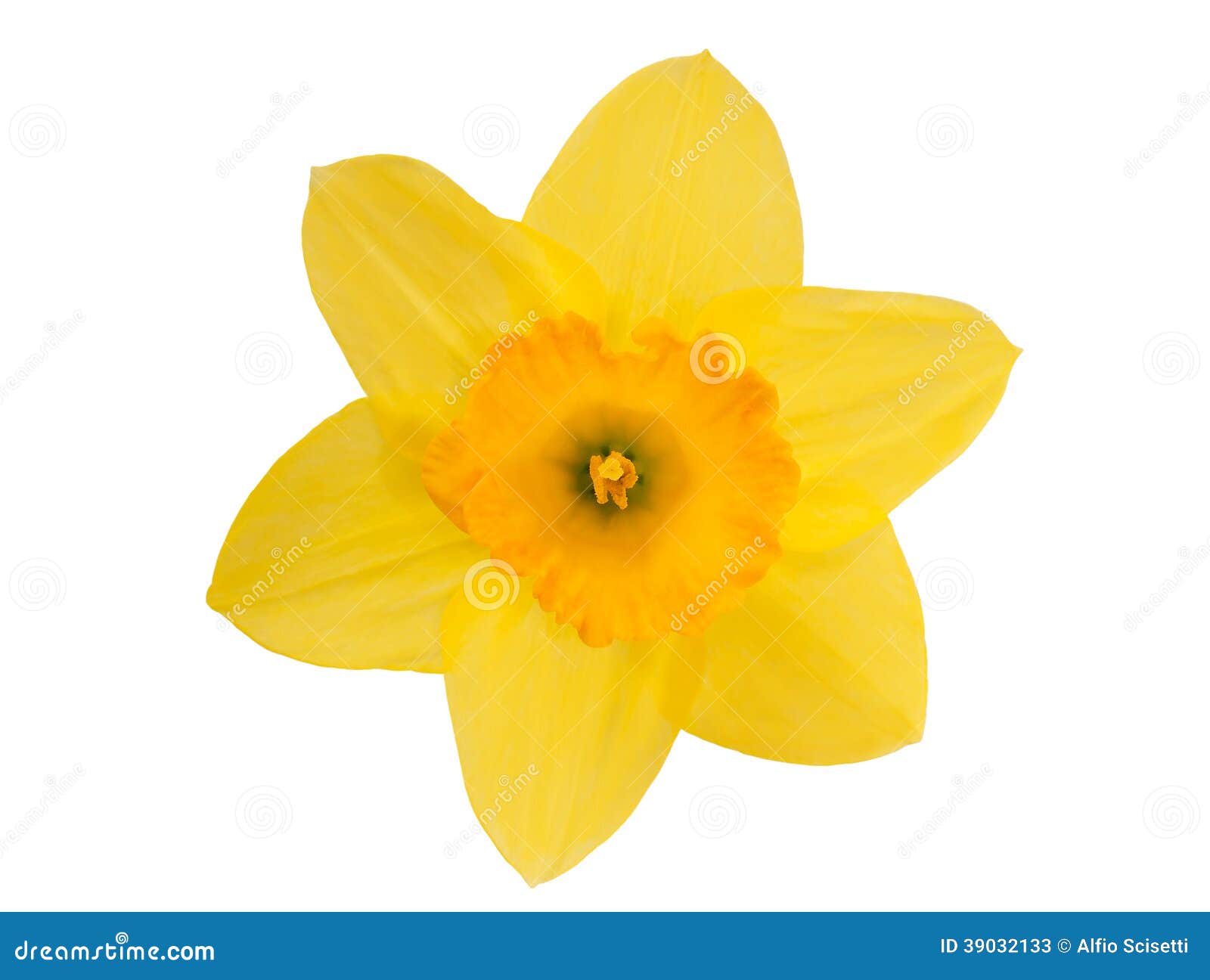 Yellow daffodil stock image. Image of flora, leaf, botanical 39032133
