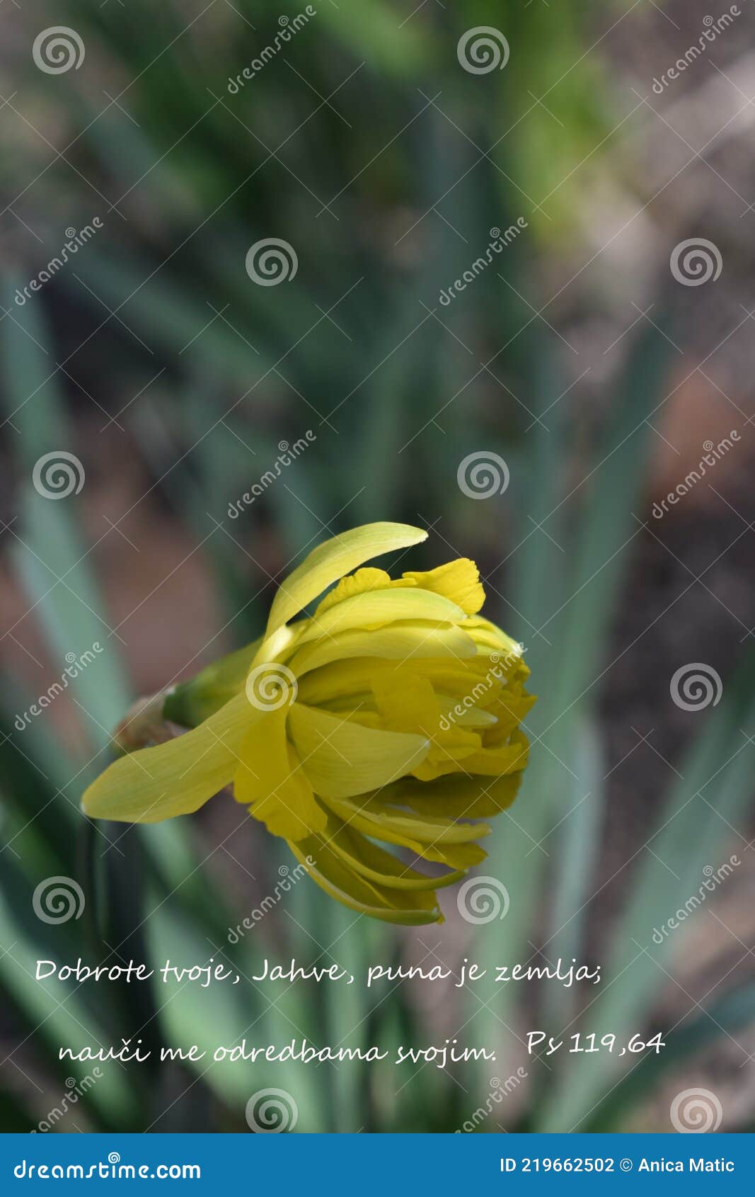 Bookmark Tassels Daffodil Yellow (50)*