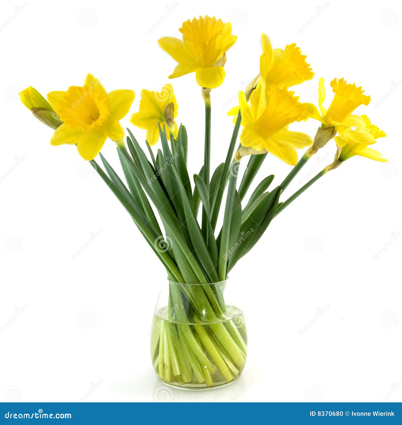 daffodil flower clip art free - photo #45