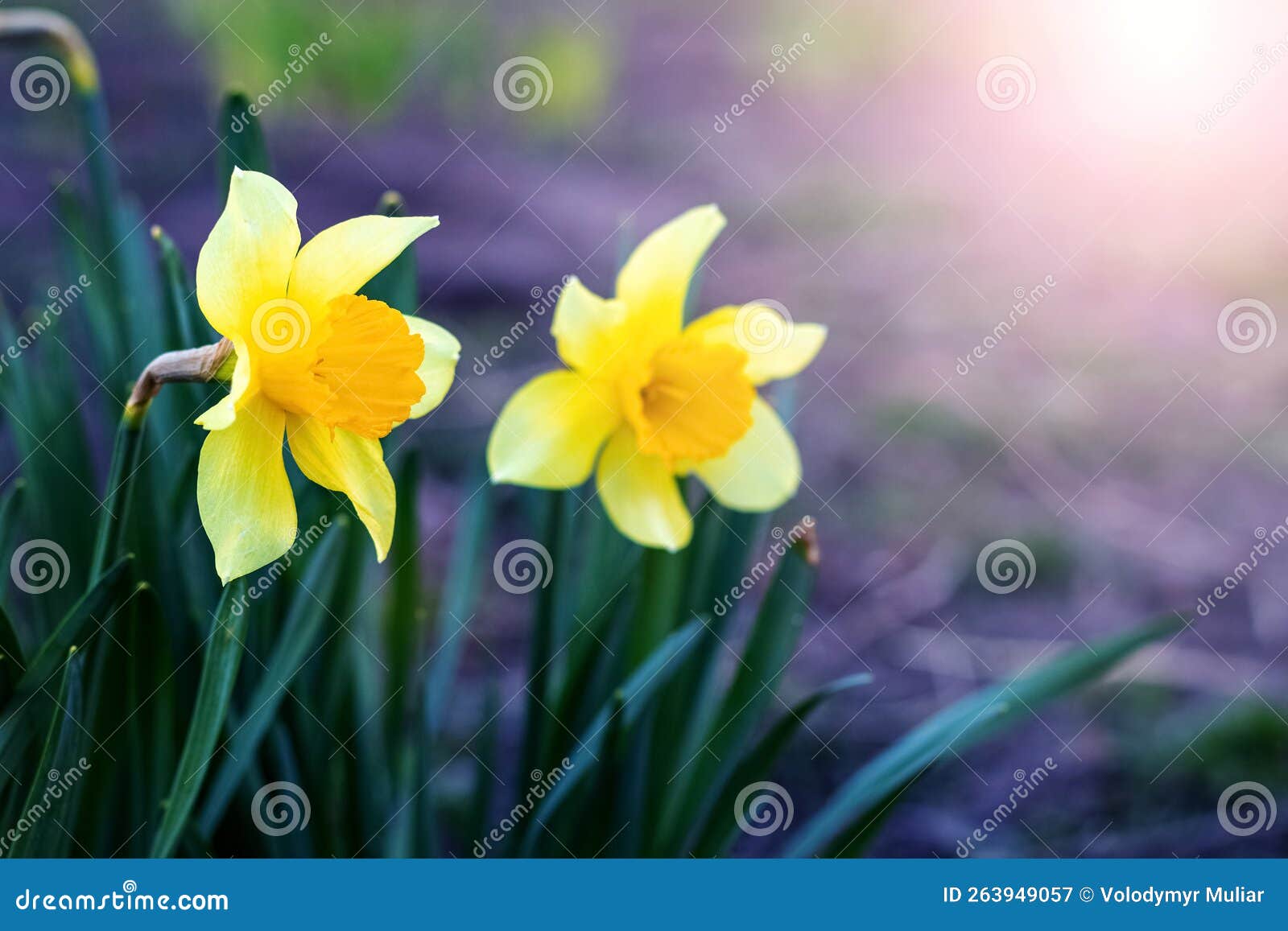Yellow Daffodils on a Flower Bed in Spring in Sunny Weather Stock Image
