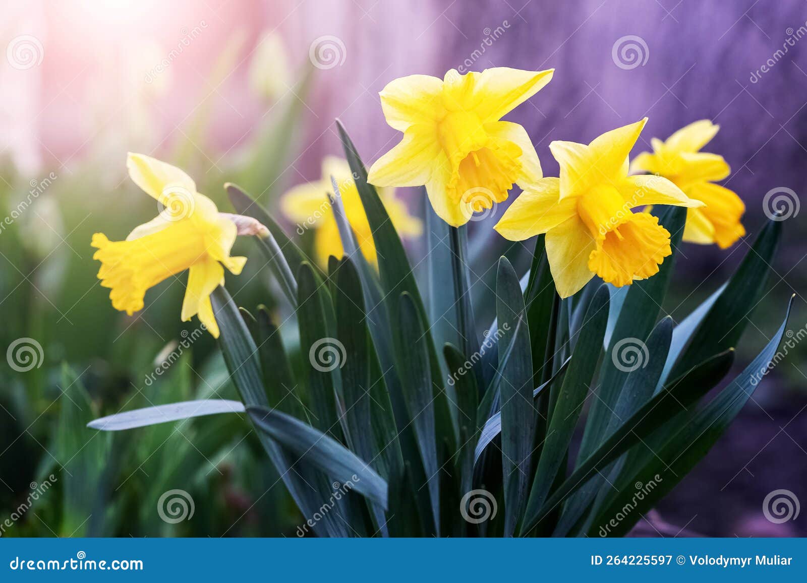 Yellow Daffodils on a Flower Bed in Spring in Sunny Weather Stock Image