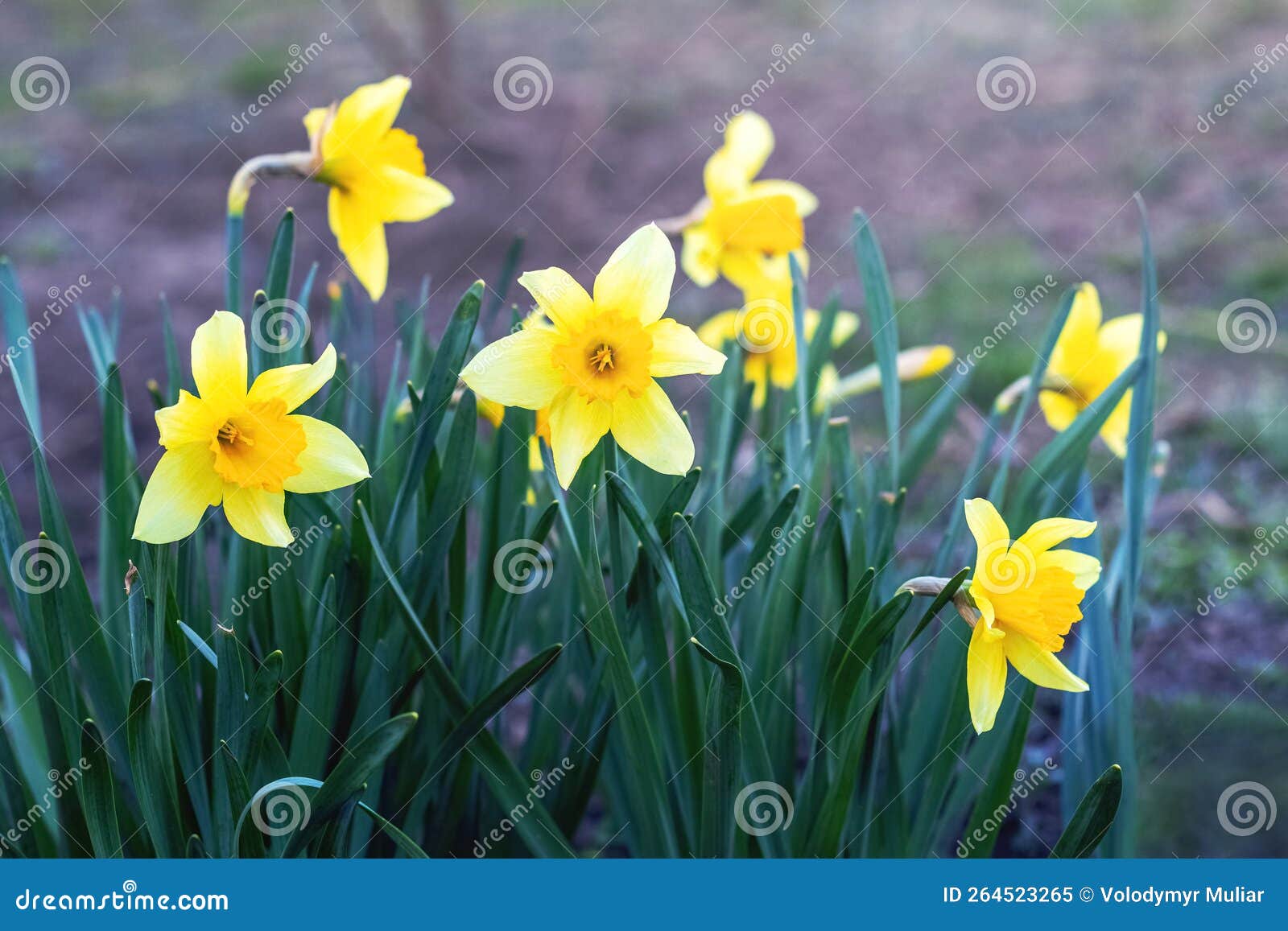 Yellow Daffodils on a Flower Bed in Spring in Sunny Weather Stock Image