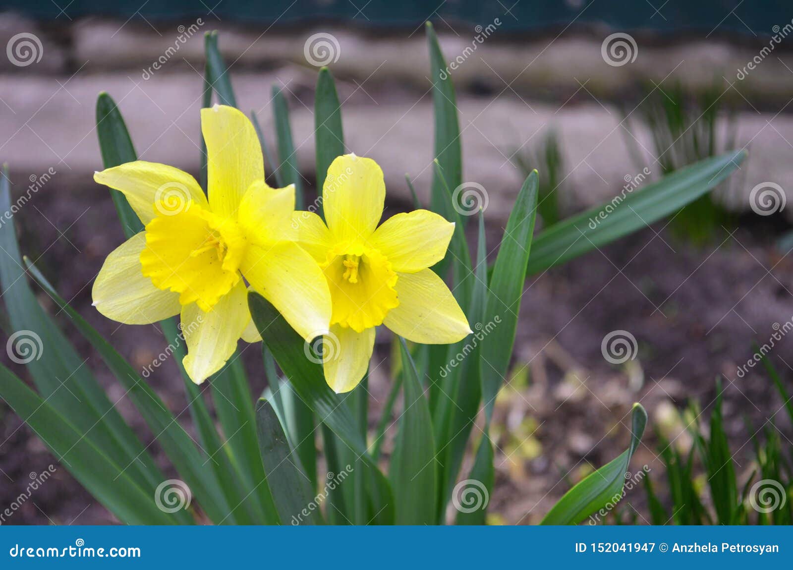 Yellow Daffodils Flowers Spring Stock Image Image of beginnings