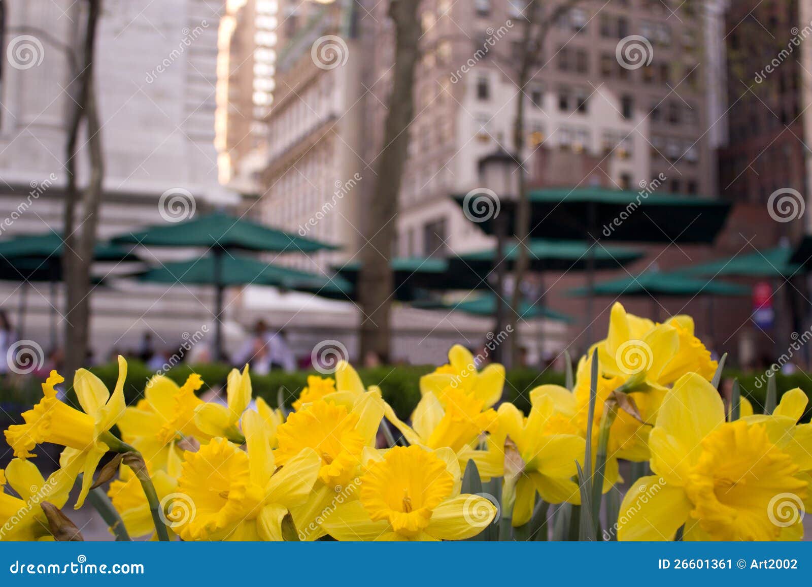 Yellow Daffodils, NYC stock image. Image of cafe, spring - 26601361