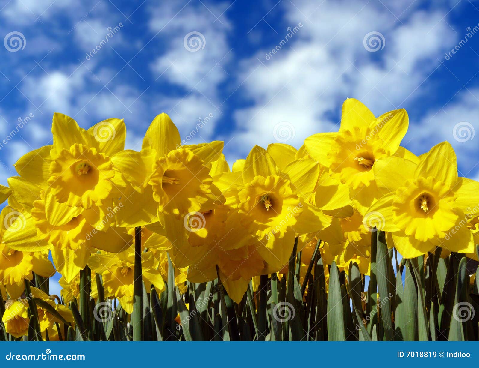yellow daffodils and sky