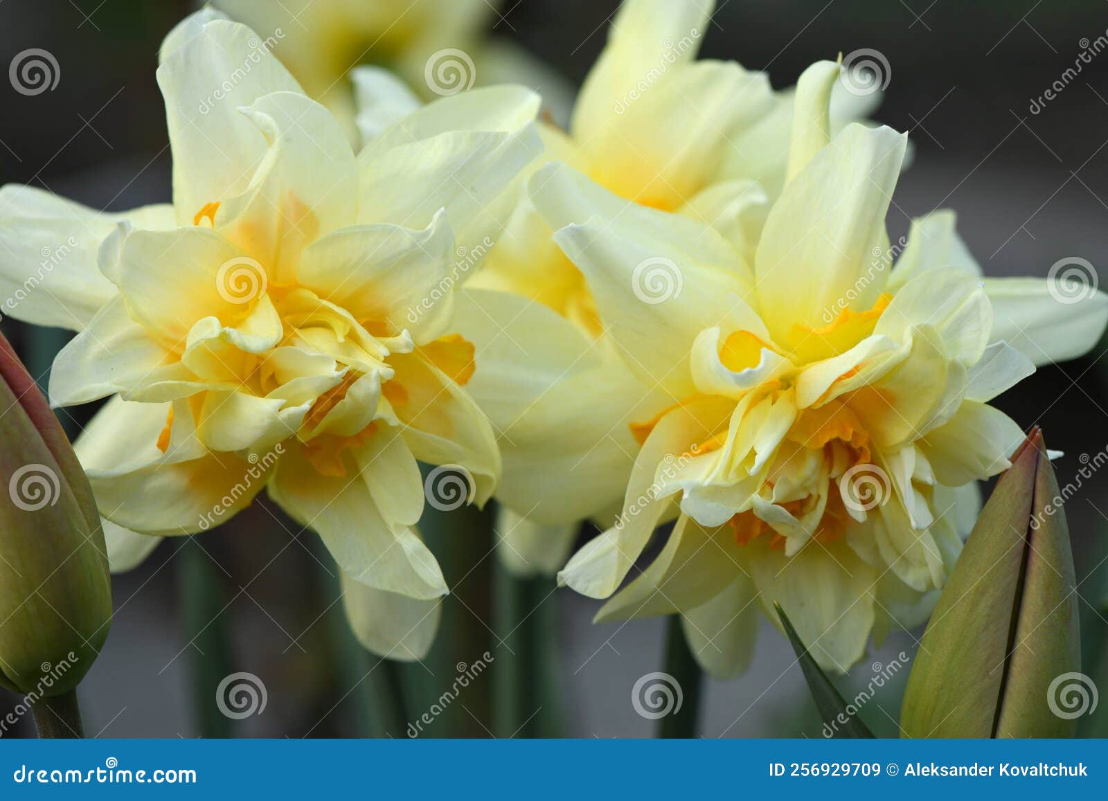 Yellow Daffodils. Daffodils in a Sunny Spring Garden Stock Image