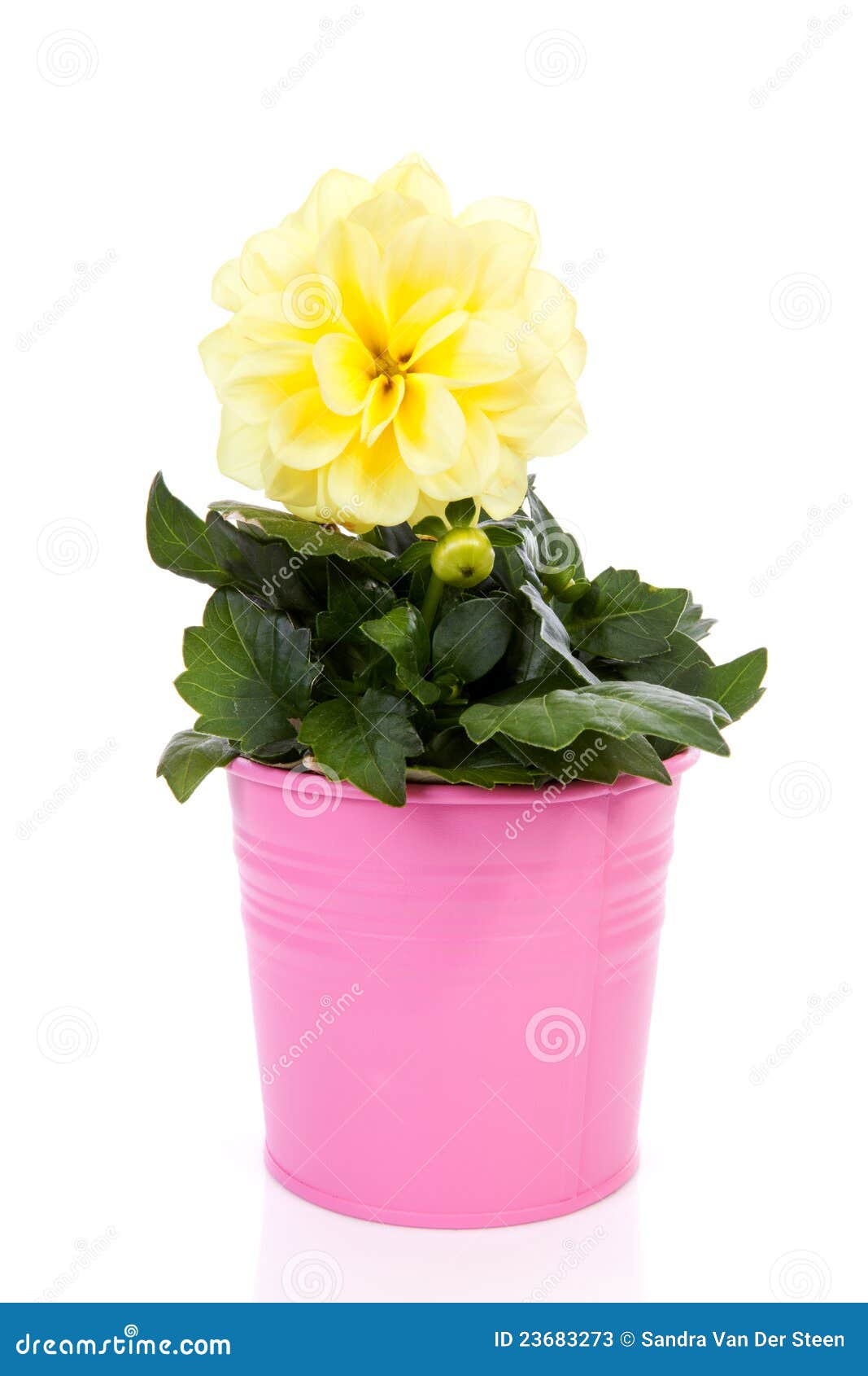 Yellow Dahlia Flower in Pink Pot Stock Image Image of houseplant