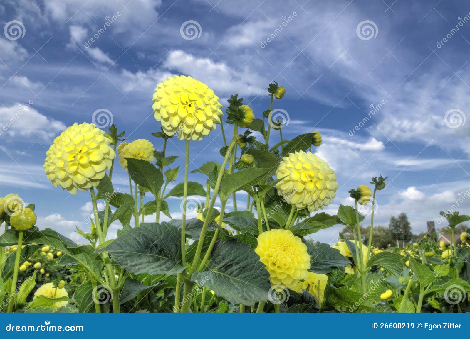 Flower Dahlia Yellow