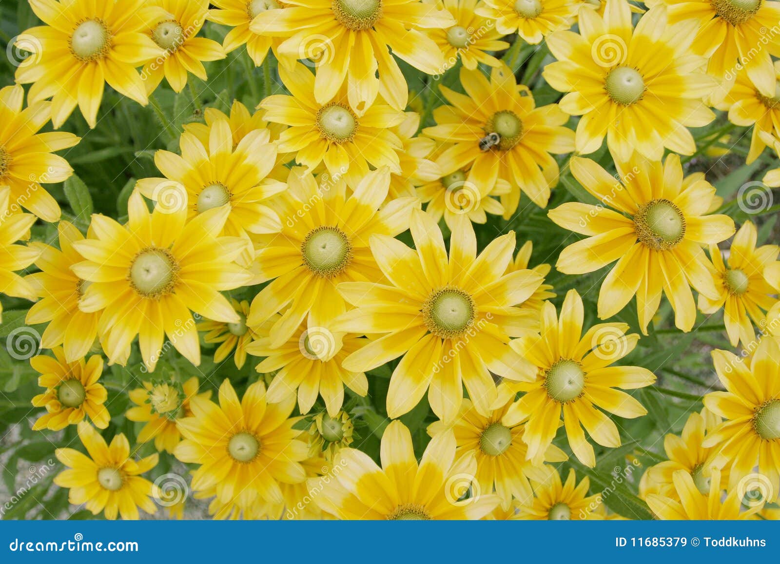 Yellow Daisies stock image. Image of blossom, environment 11685379