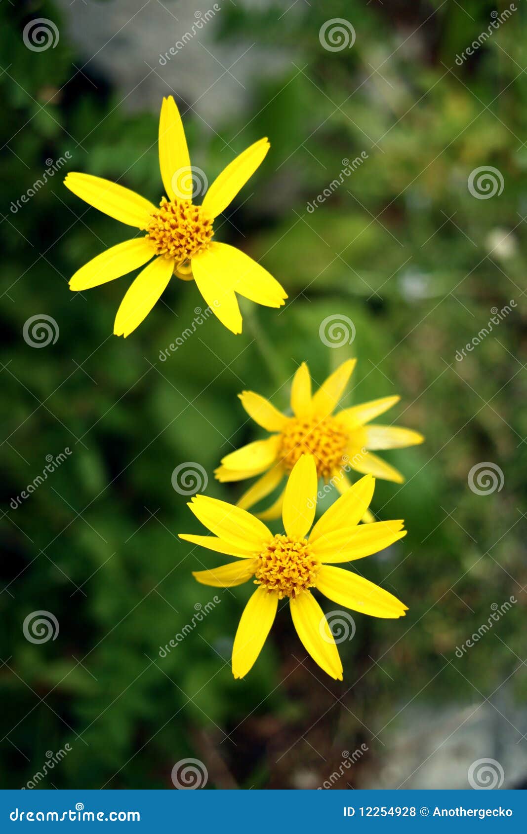 Yellow Daisies stock photo. Image of wildflower, yellow 12254928