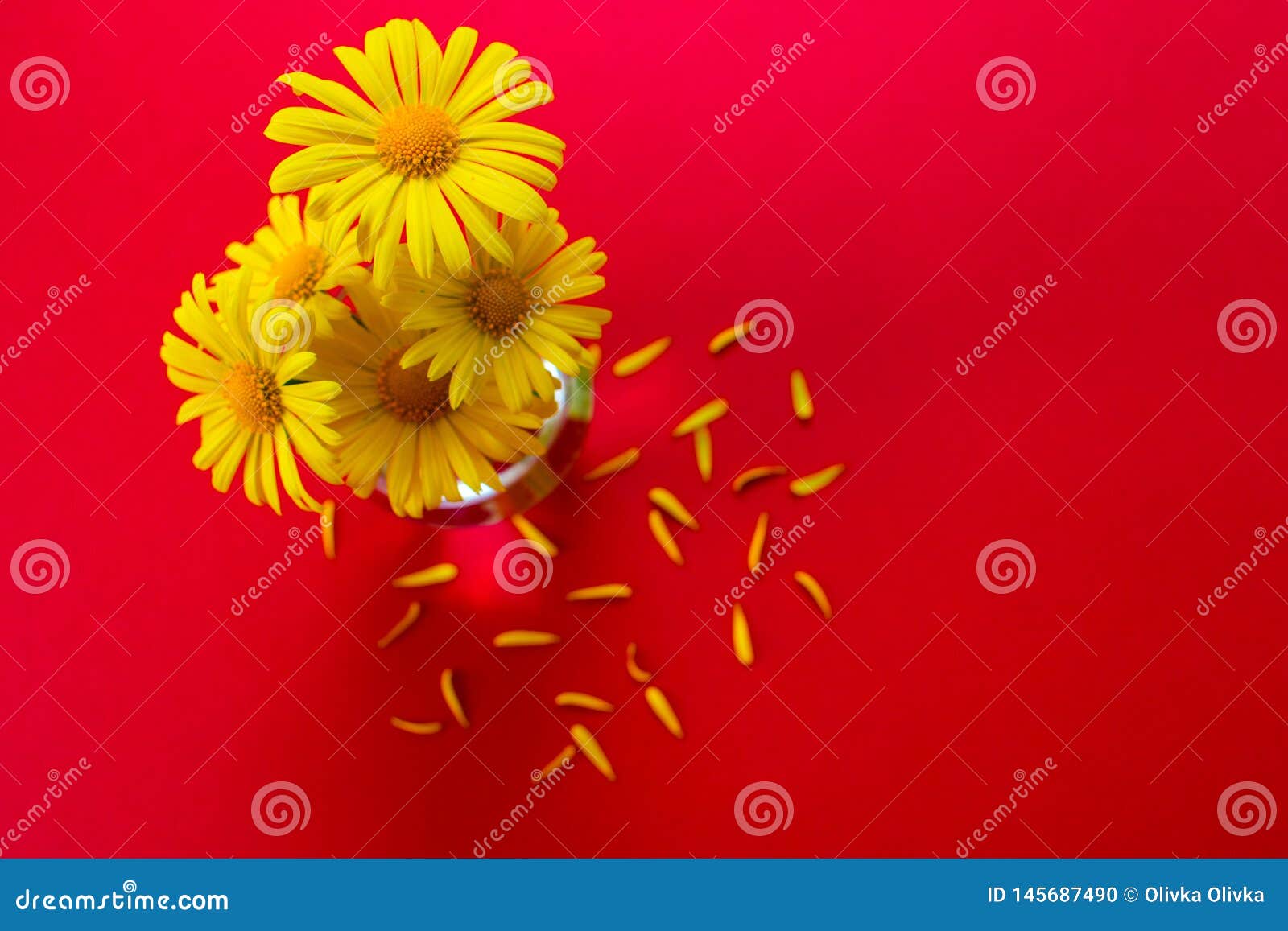 Yellow Daisies in a Small Vase on a Red Background Stock Photo Image
