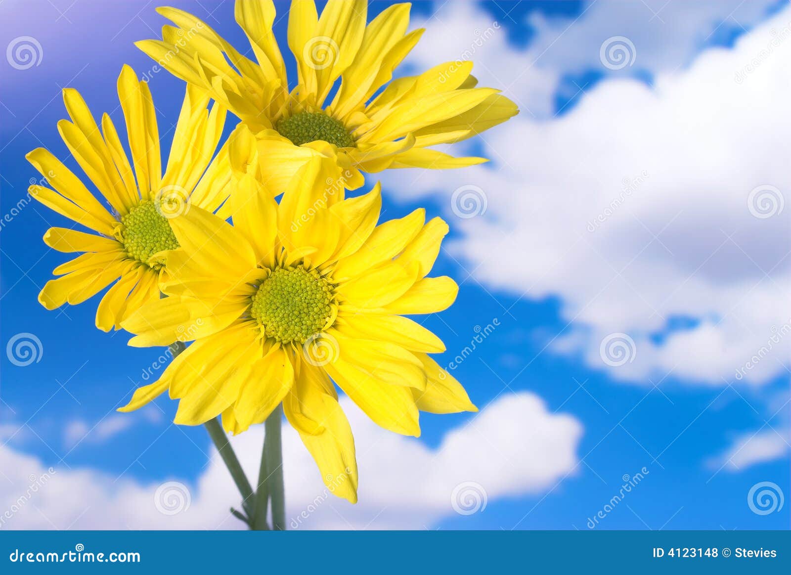 Yellow Daisies in the Sun stock photo. Image of spring 4123148
