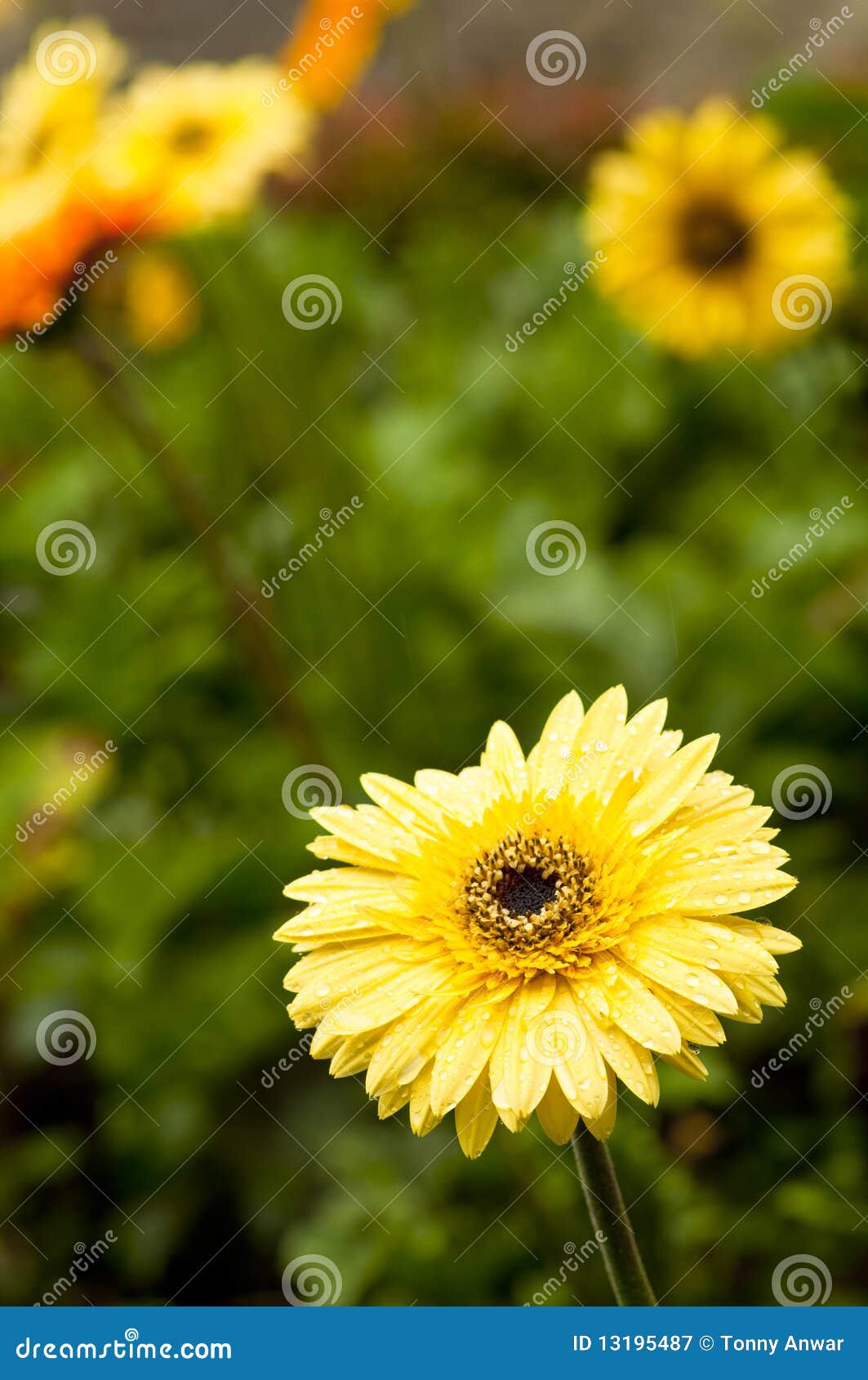 Yellow Daisy stock image. Image of plant, flowers, bloom - 13195487