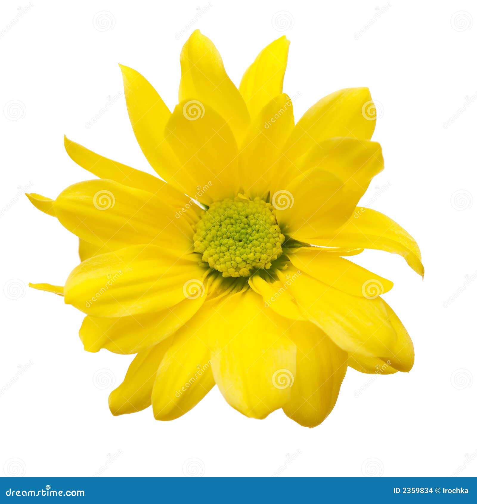 Yellow daisy stock photo. Image of birthday, beauty, family - 2359834