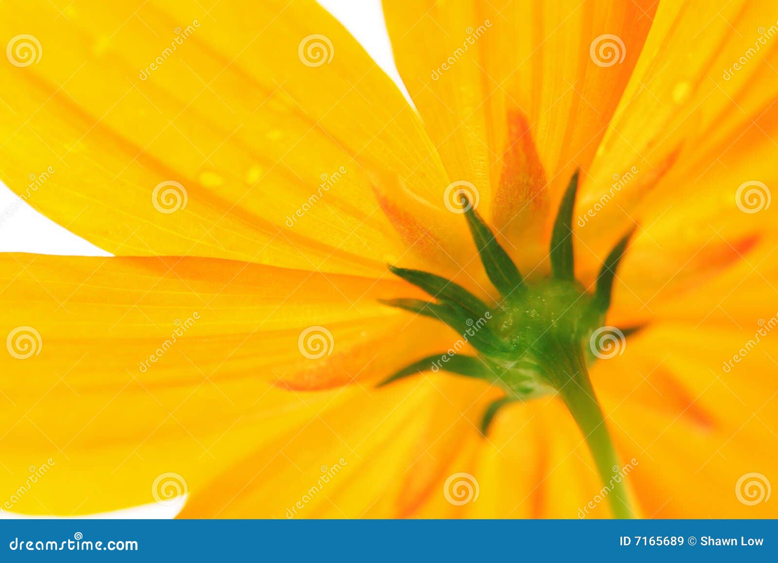 Yellow Daisy stock image. Image of natural, outdoors, farmer - 7165689