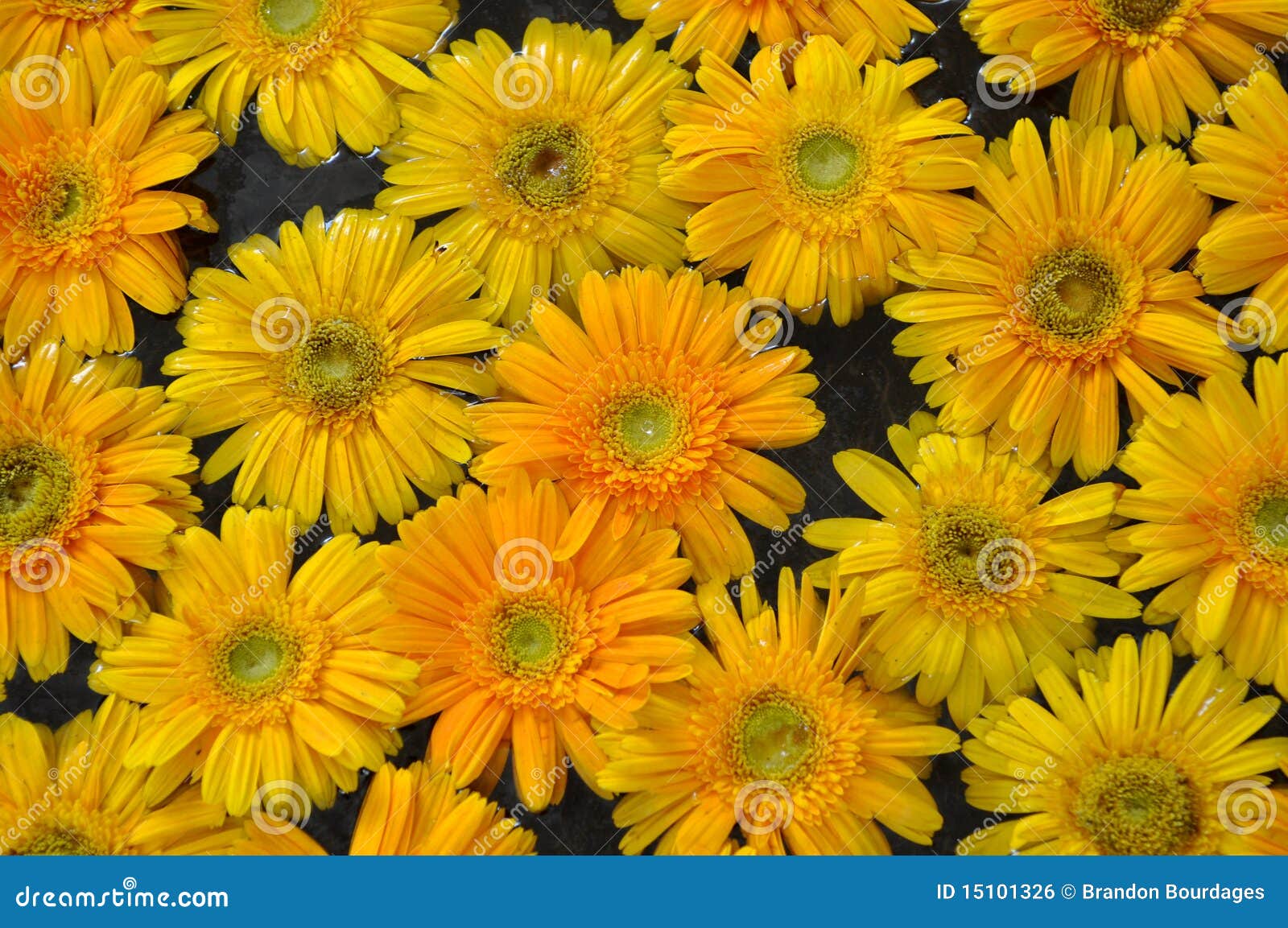 Yellow Daisy Background stock photo. Image of background 15101326