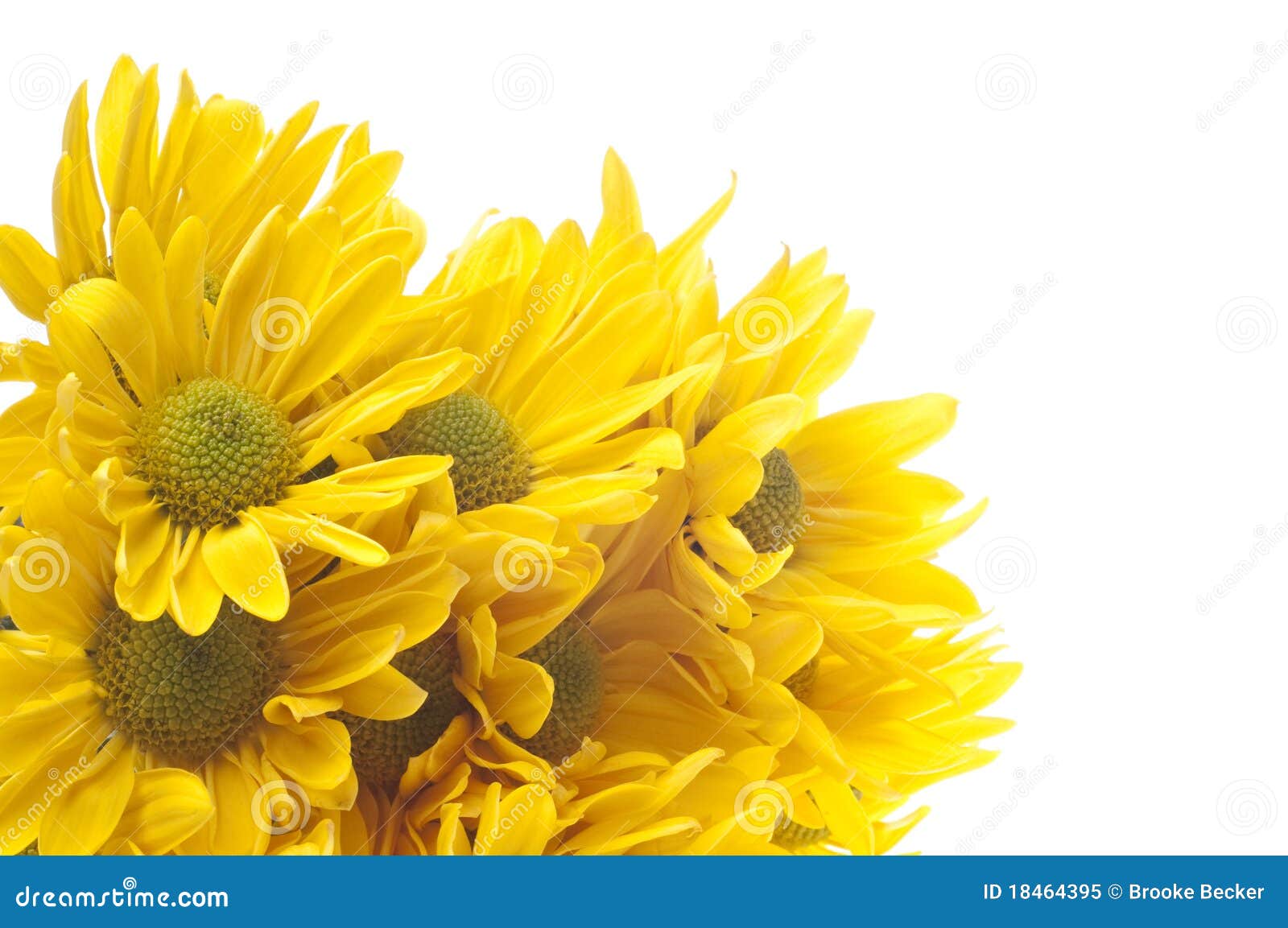 Yellow Daisy Background stock image. Image of bright - 18464395