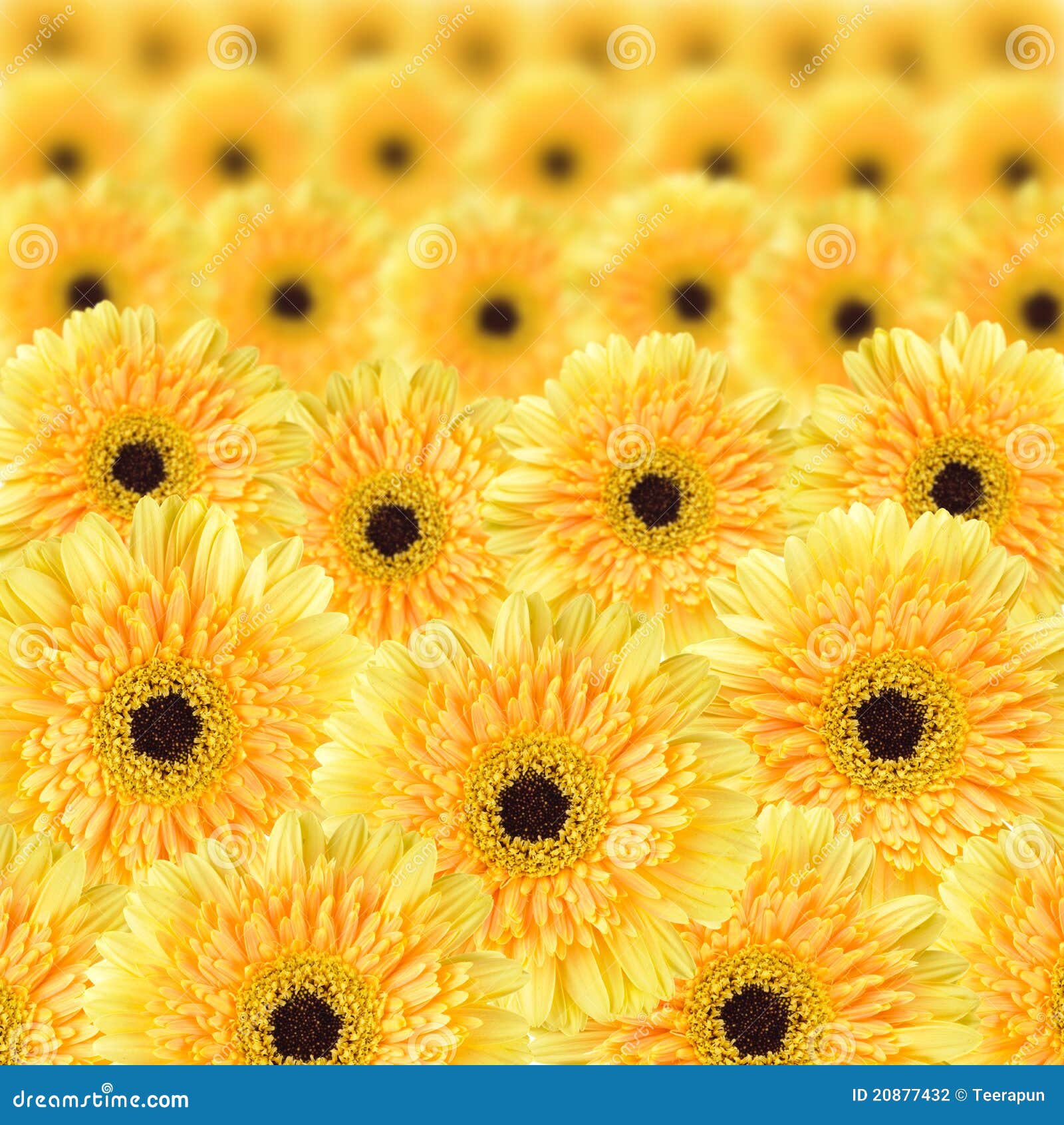 Yellow daisy background stock photo. Image of daisy, nature 20877432