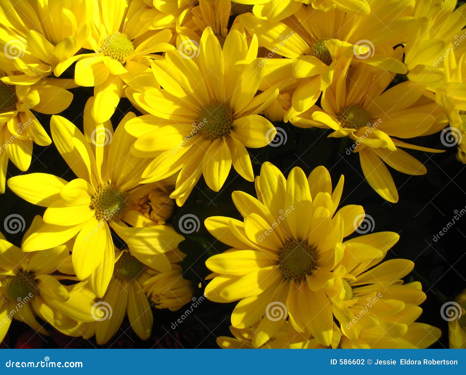 Yellow daisy background stock photo. Image of background - 586602