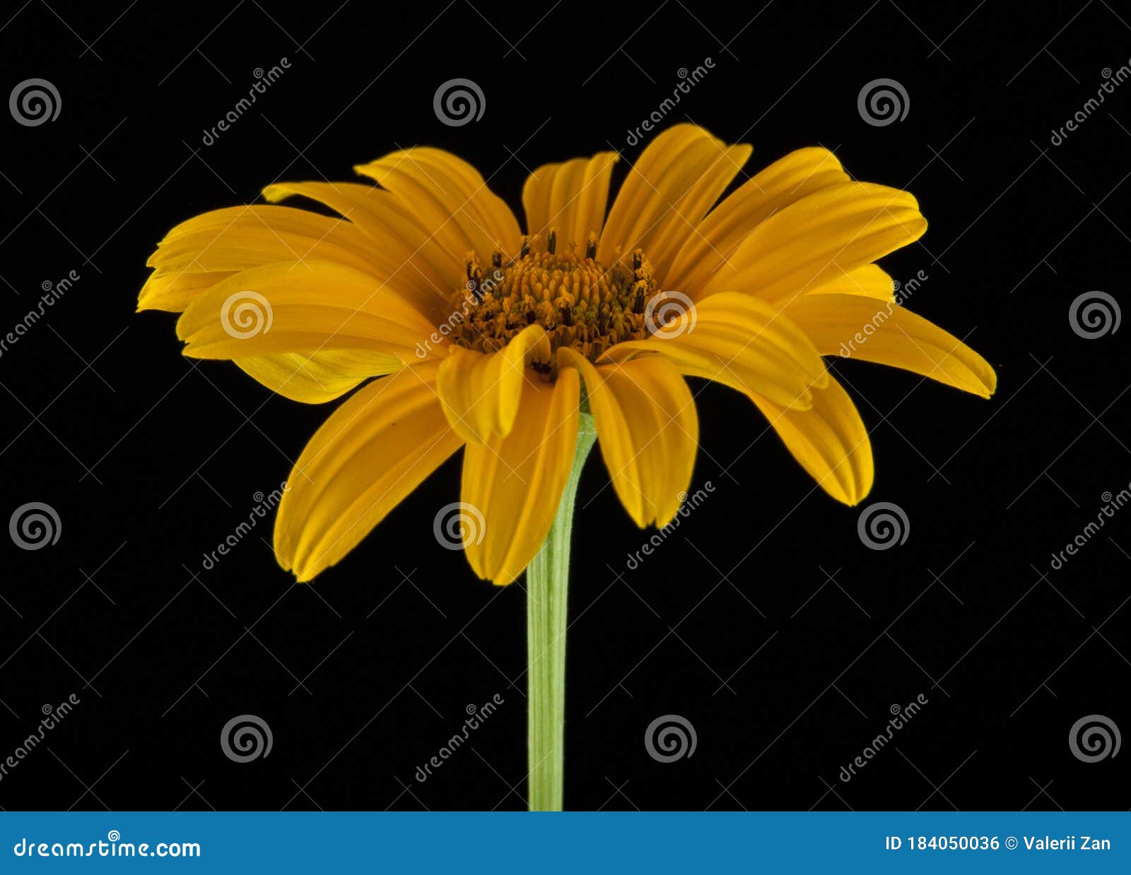 Yellow Daisy on a Black Background Stock Photo - Image of spring