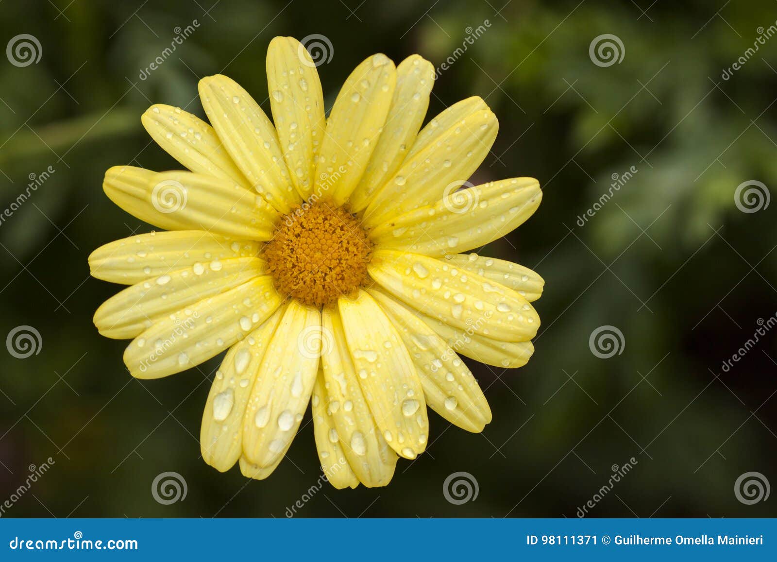 Yellow Daisy Close Up Detail Top View with Green Background Stock Image