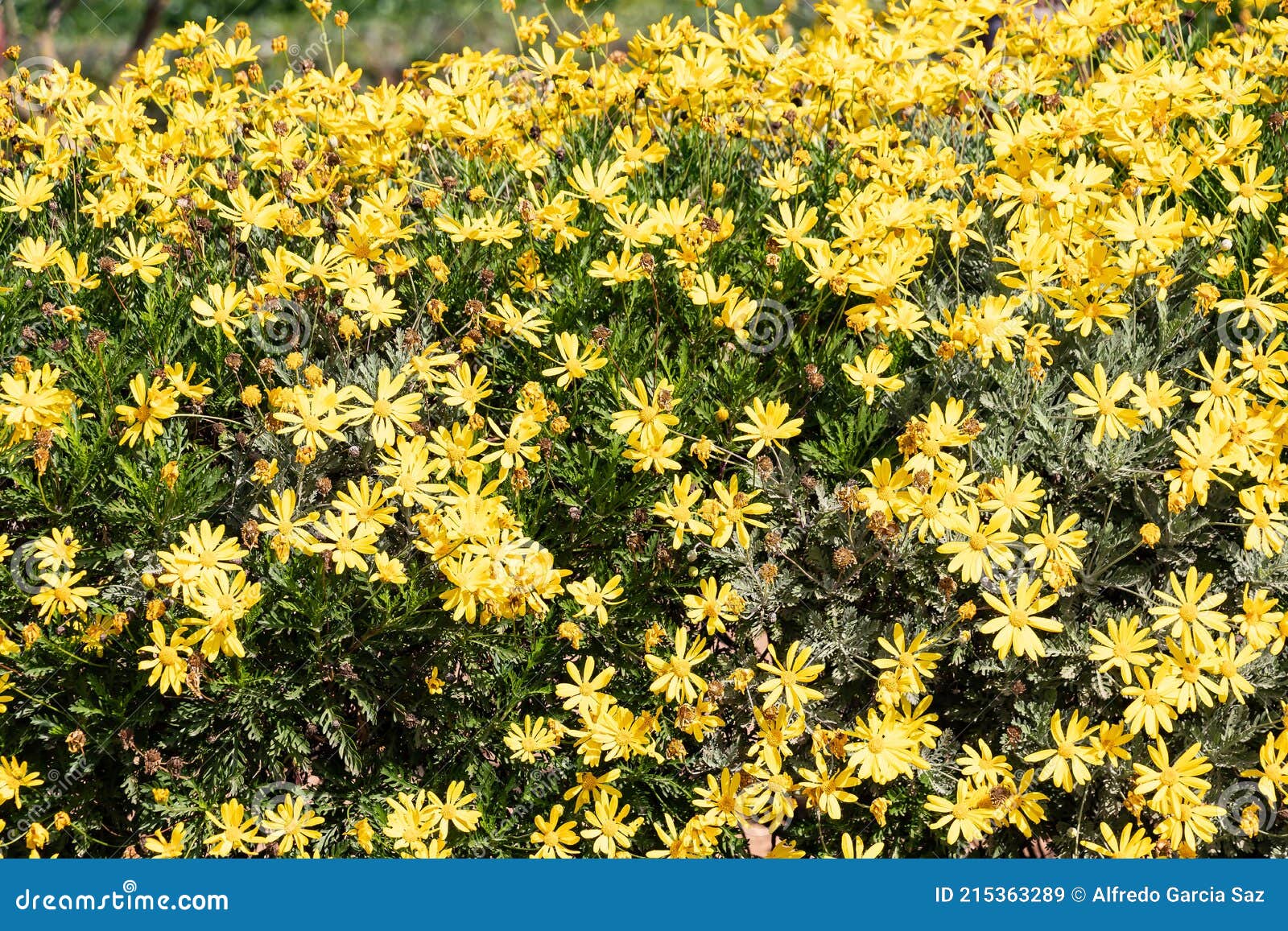 Yellow Daisy Or Euryops Pectinatus Flowers Also Known As Gray Leaf Or Silver Star Flowers It Is A Species Of Shrub Belonging Stock Image Image Of Blooming Floral Yellow Daisy Or Euryops Pectinatus Flowers Also Known As Gray Leaf Or Silver Star Flowers It Is A Species Of Shrub Belonging Stock Image Image Of Blooming Floral