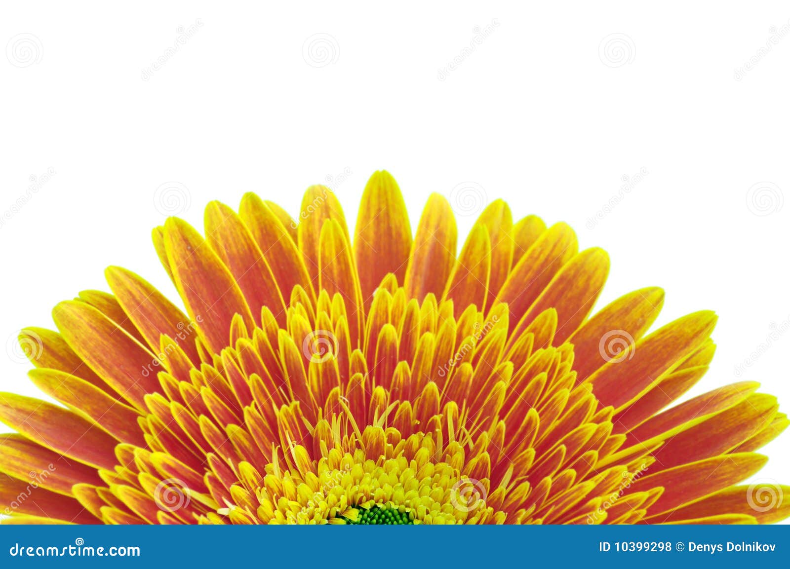 Yellow daisy flower stock photo. Image of blossom, color 10399298