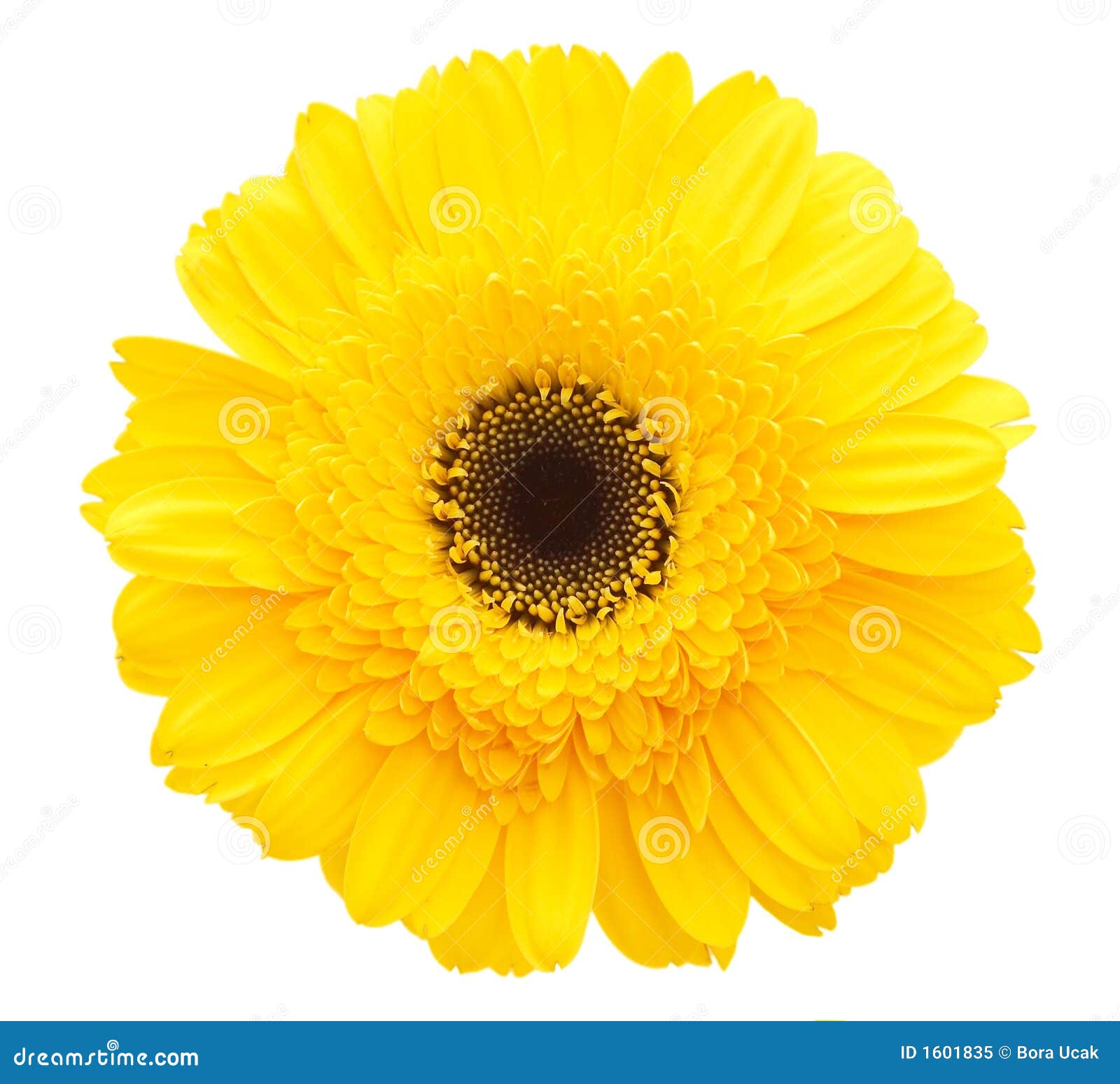 Yellow daisy flower stock image. Image of gift, flora - 1601835