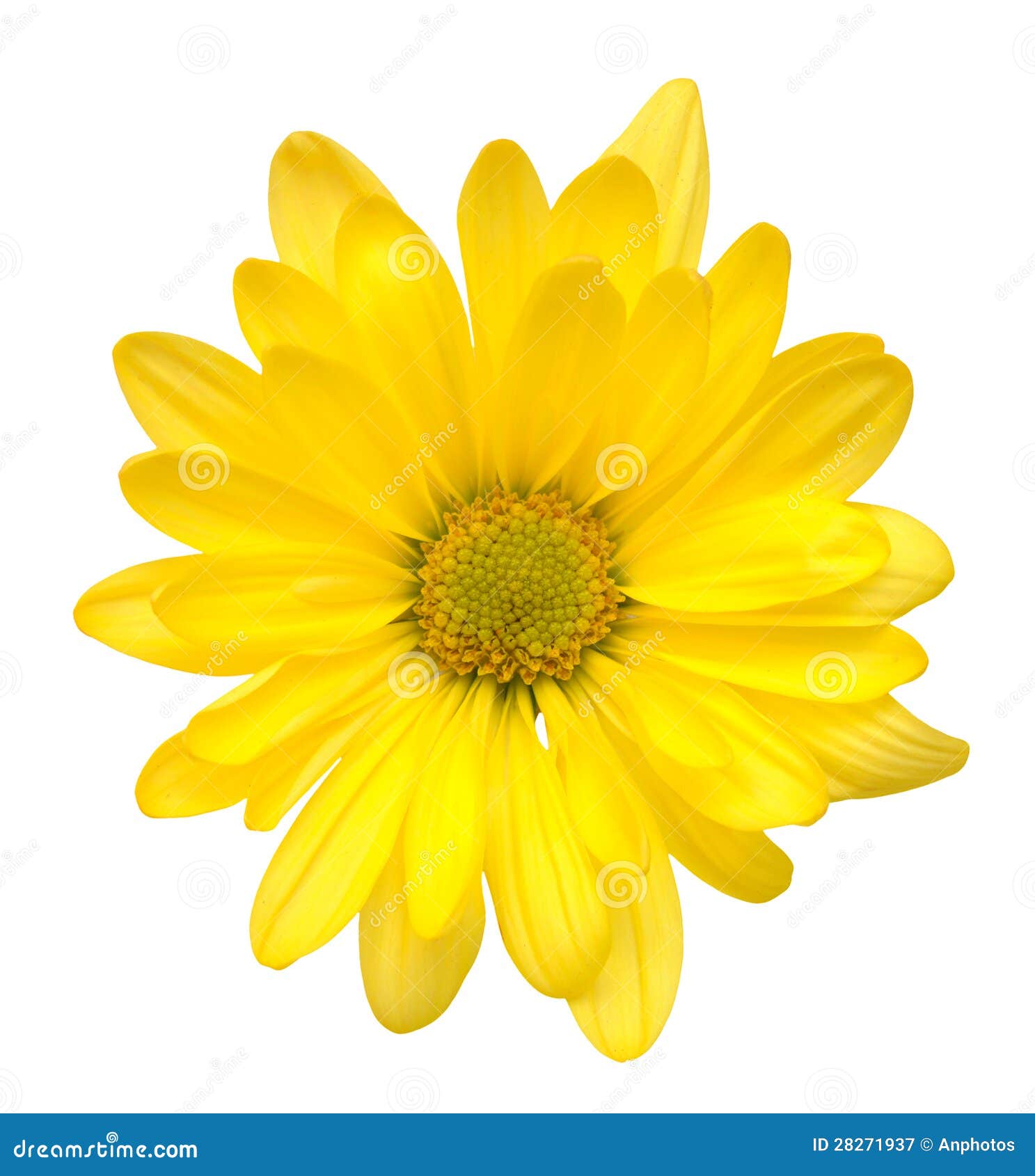 Yellow Daisy Flower Clip Art