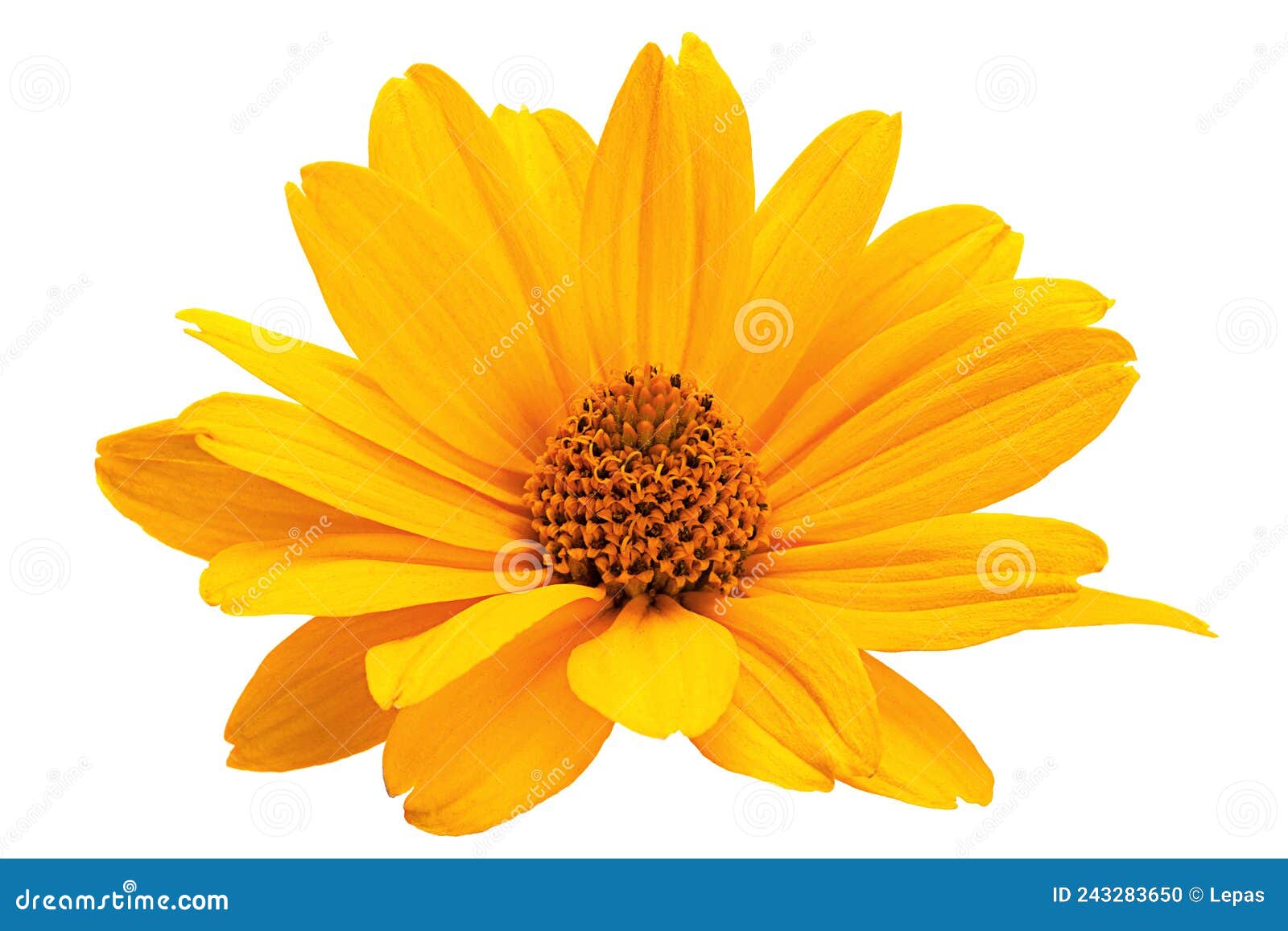 Yellow daisy flower stock photo. Image of closeup, daffodil 243283650