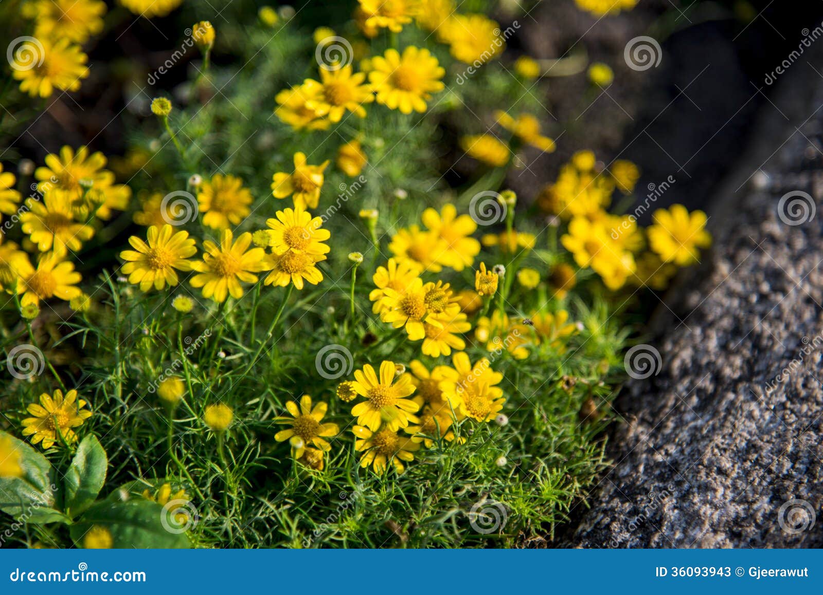 Yellow Daisy Flower in the Garden Stock Image Image of land, macro