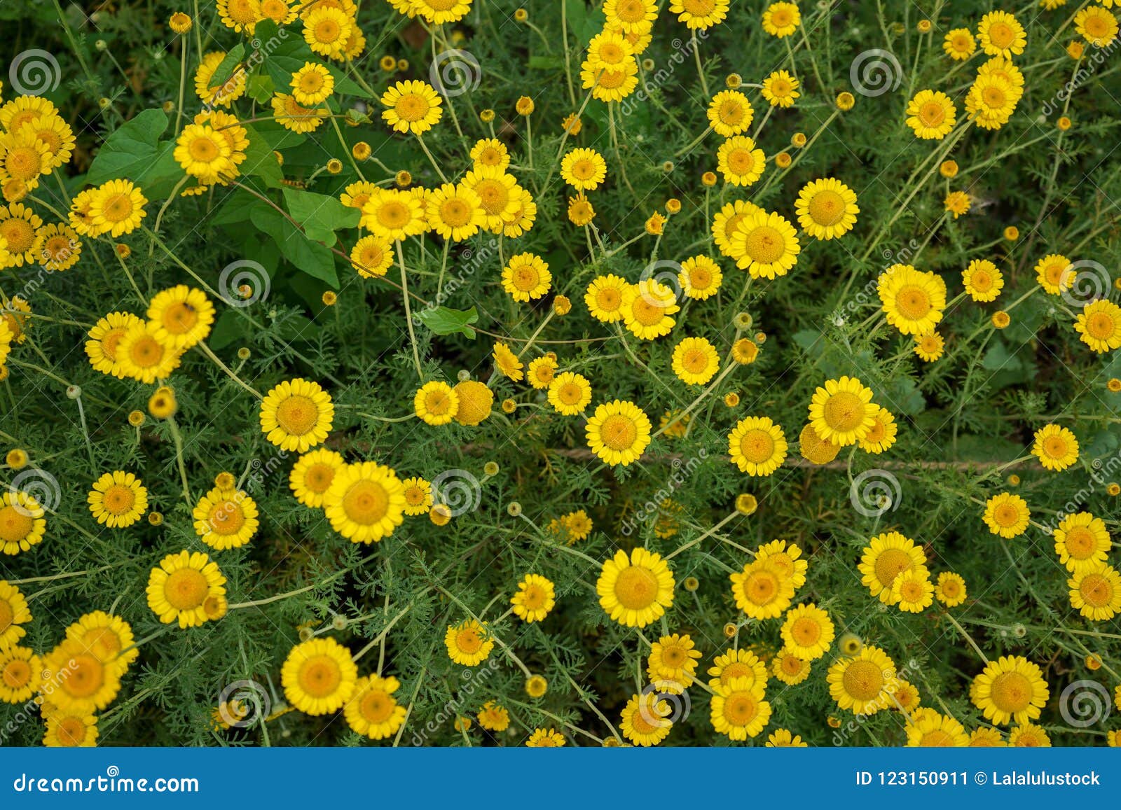Marguerite Daisy Yellow Flower, Anthemis Tinctoria Kelwayi Stock Image