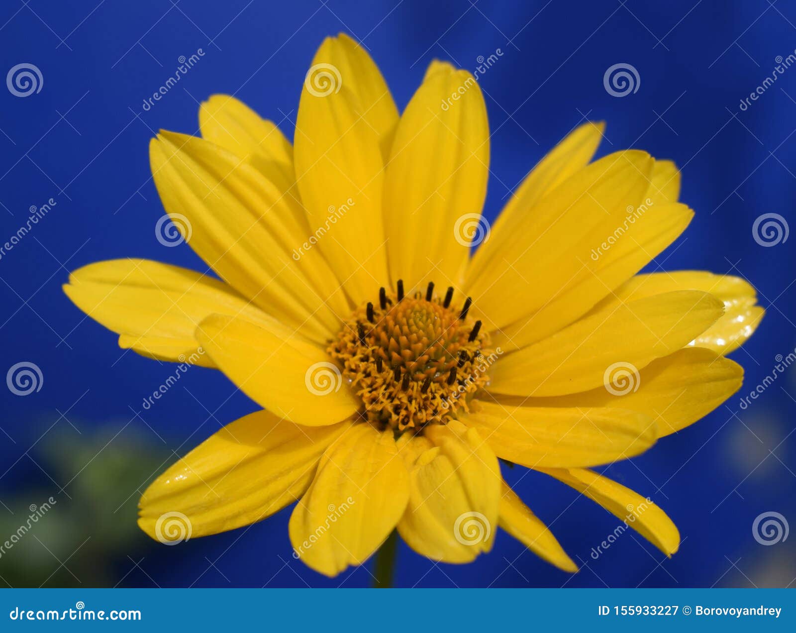 Yellow Daisy Flower & X28;heliopsis& X29; on the Deep Blue Background