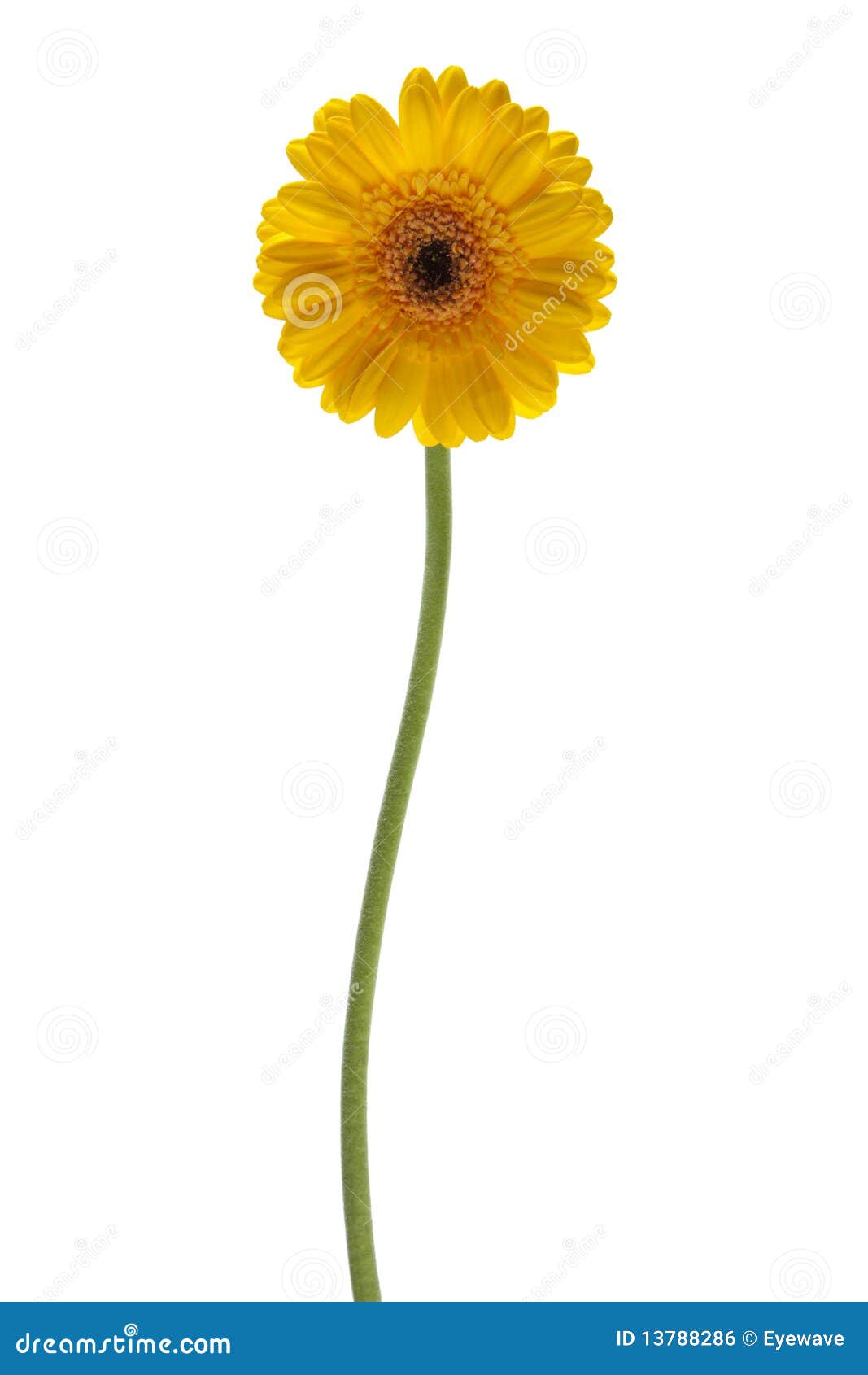 Yellow Daisy Flower Isolated Royalty Free Stock Image - Image: 13788286