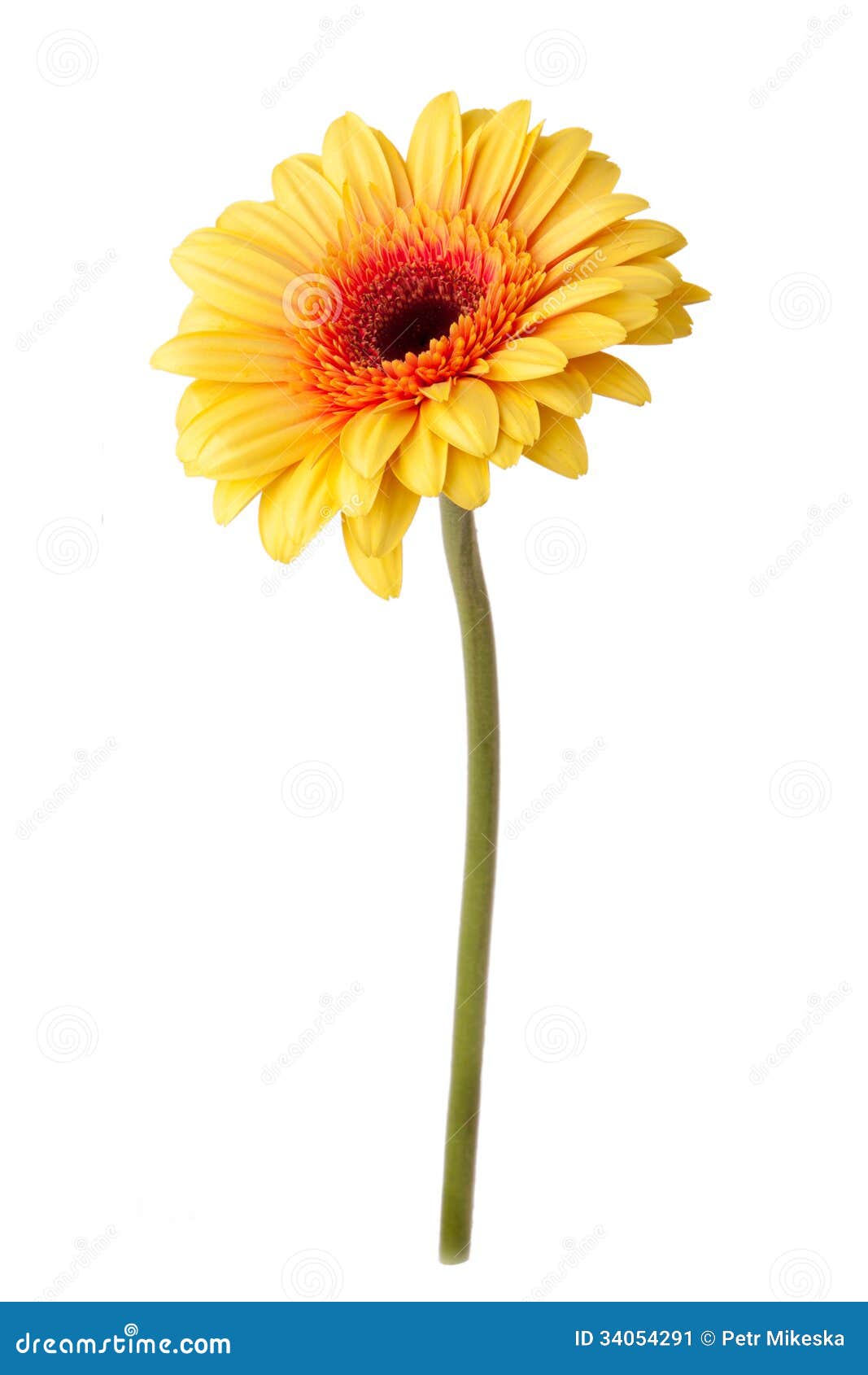 yellow daisy flower  on white