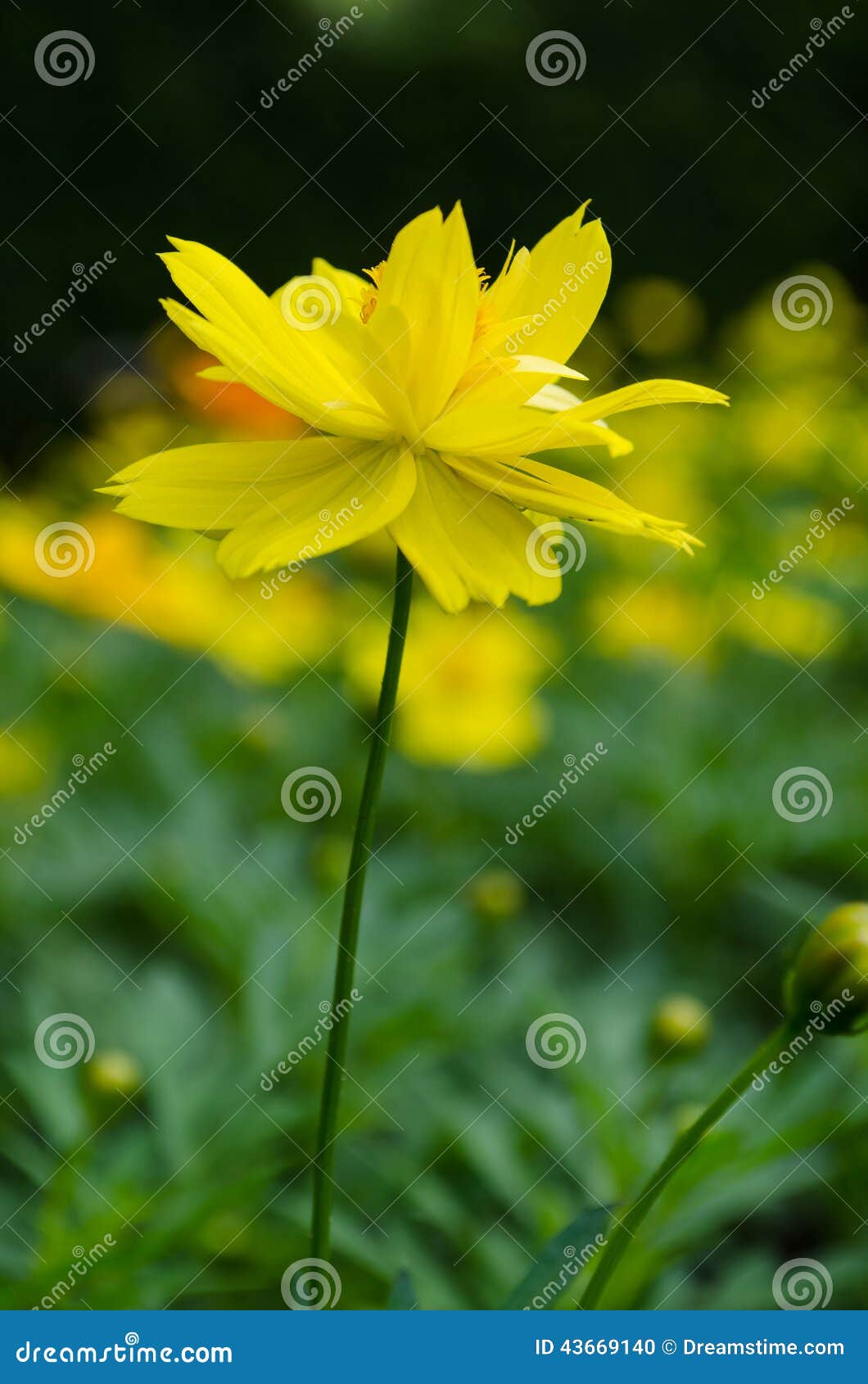 Yellow daisy flower stock photo. Image of gold, flavored 43669140