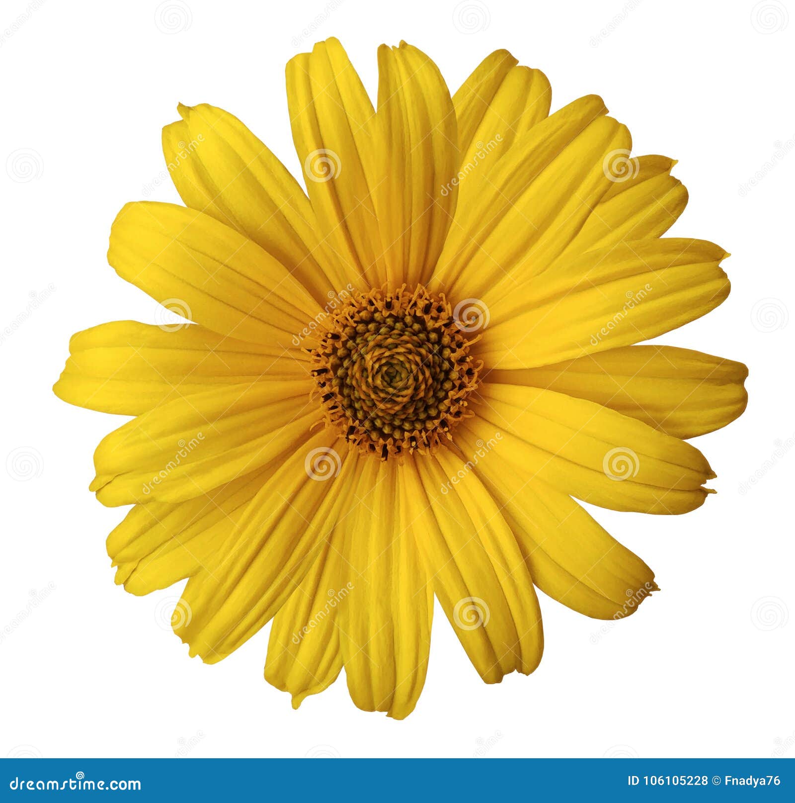 121,745 White Daisy Yellow Background Photos - Free & Royalty-Free