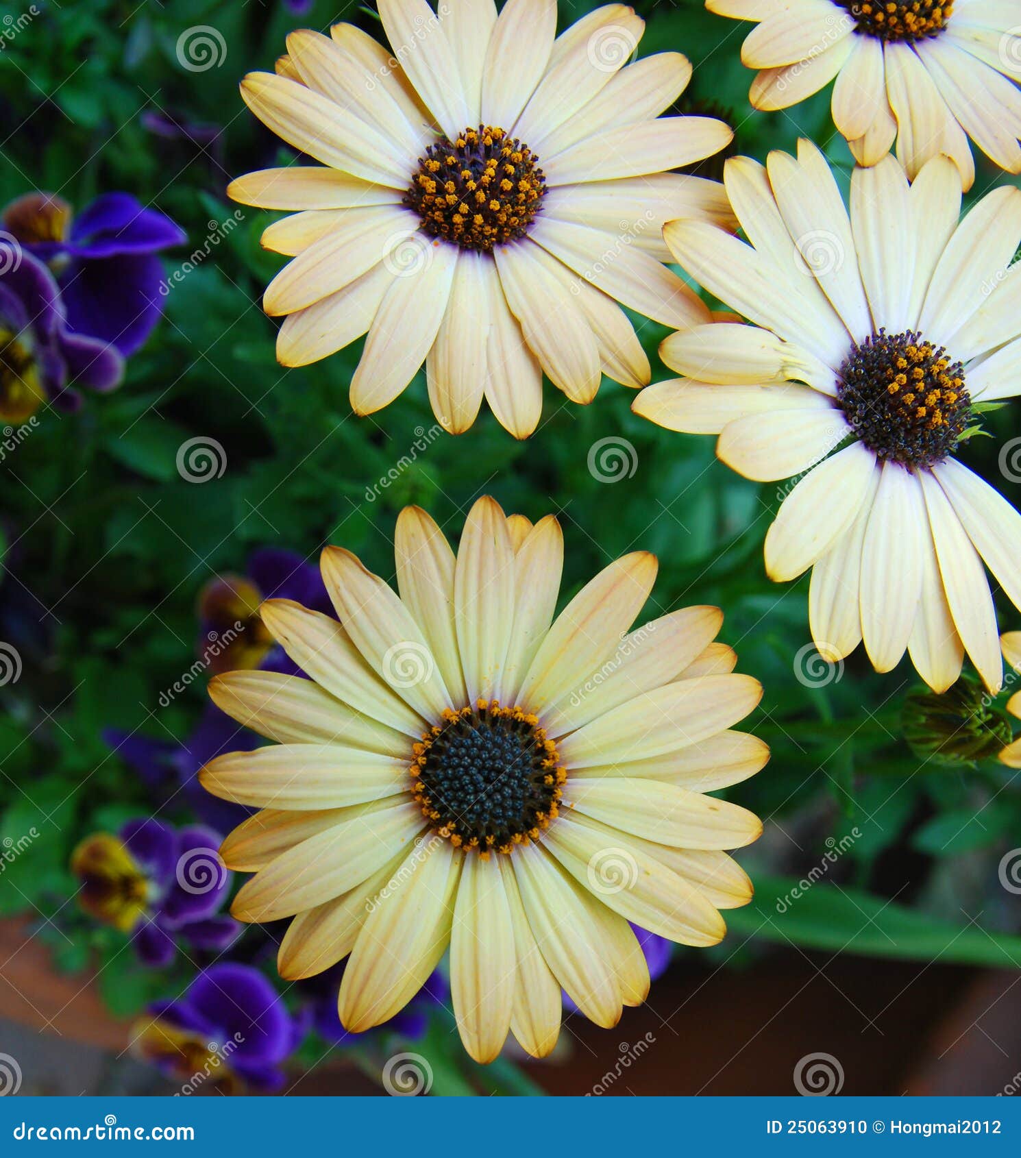 Yellow daisy flowers stock photo. Image of garden, bouquet 25063910