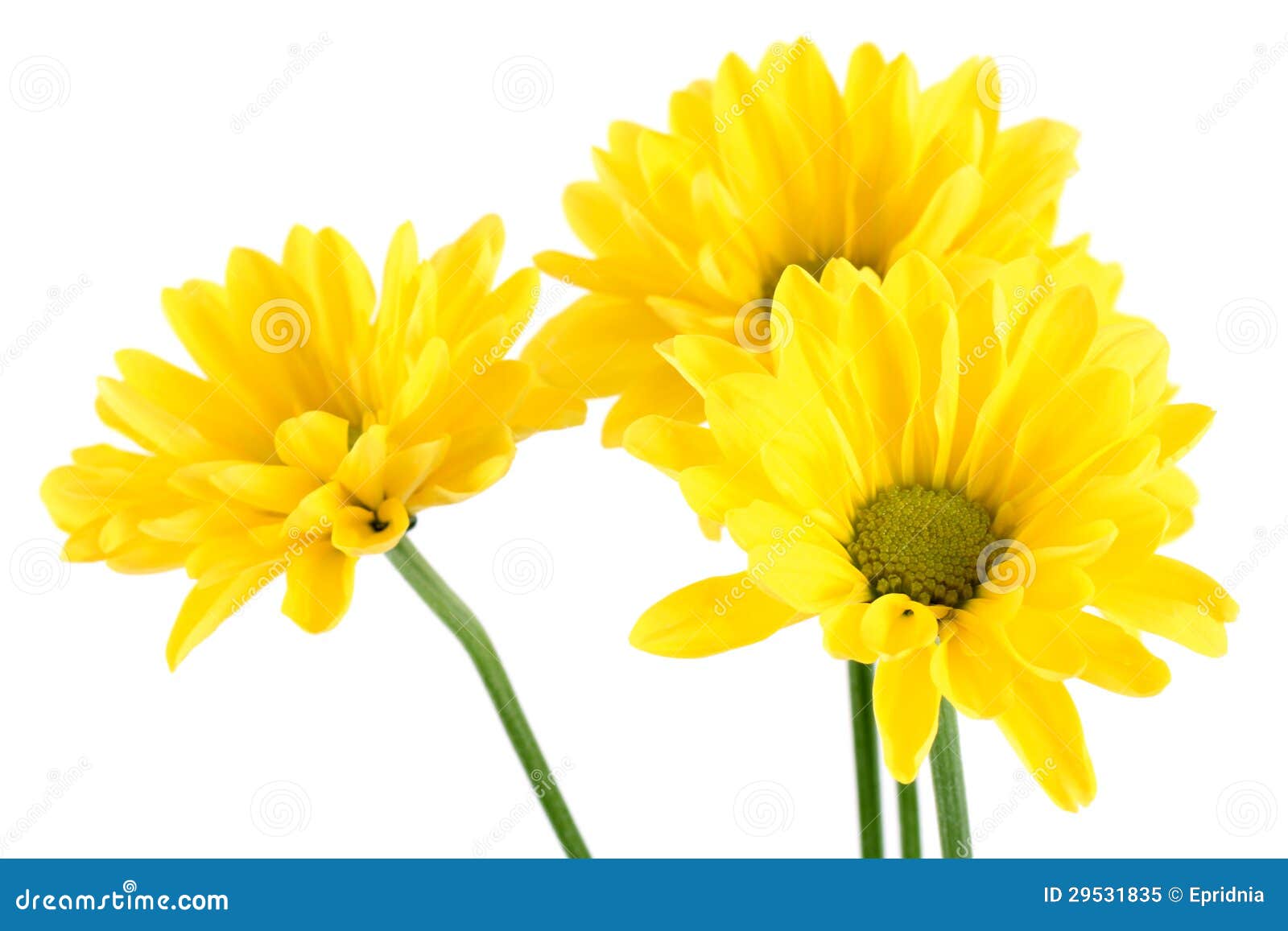 Yellow daisy flowers stock image. Image of date, bloom - 29531835