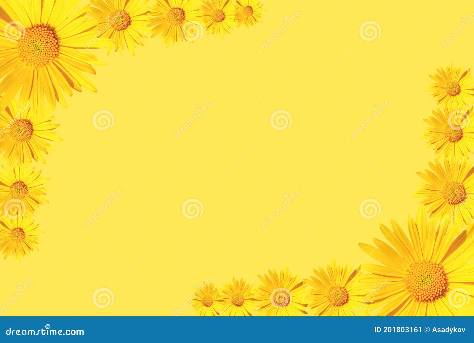 Yellow Daisy Flowers Corner Arrangement on Yellow Background Stock Image Image of copy, head