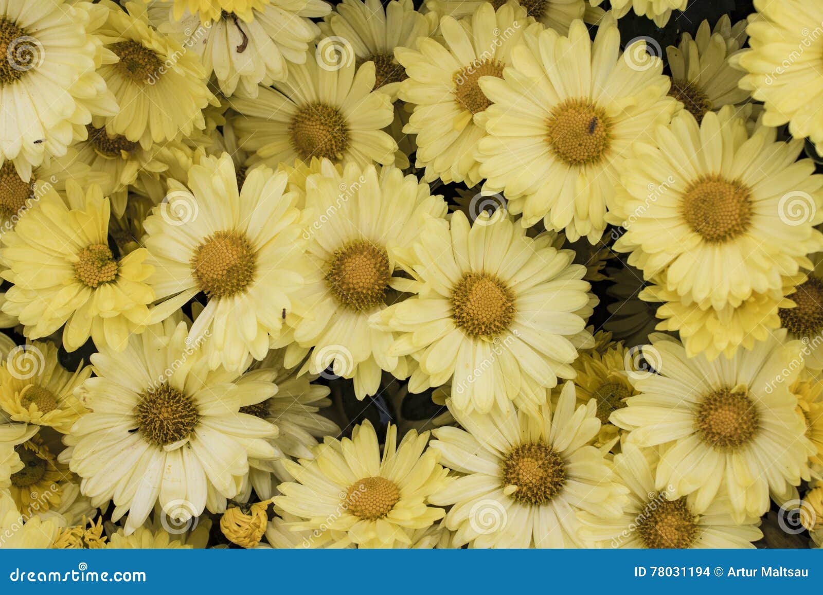 Yellow Daisy Flowers in the Garden. Panorama. Macro. Stock Photo