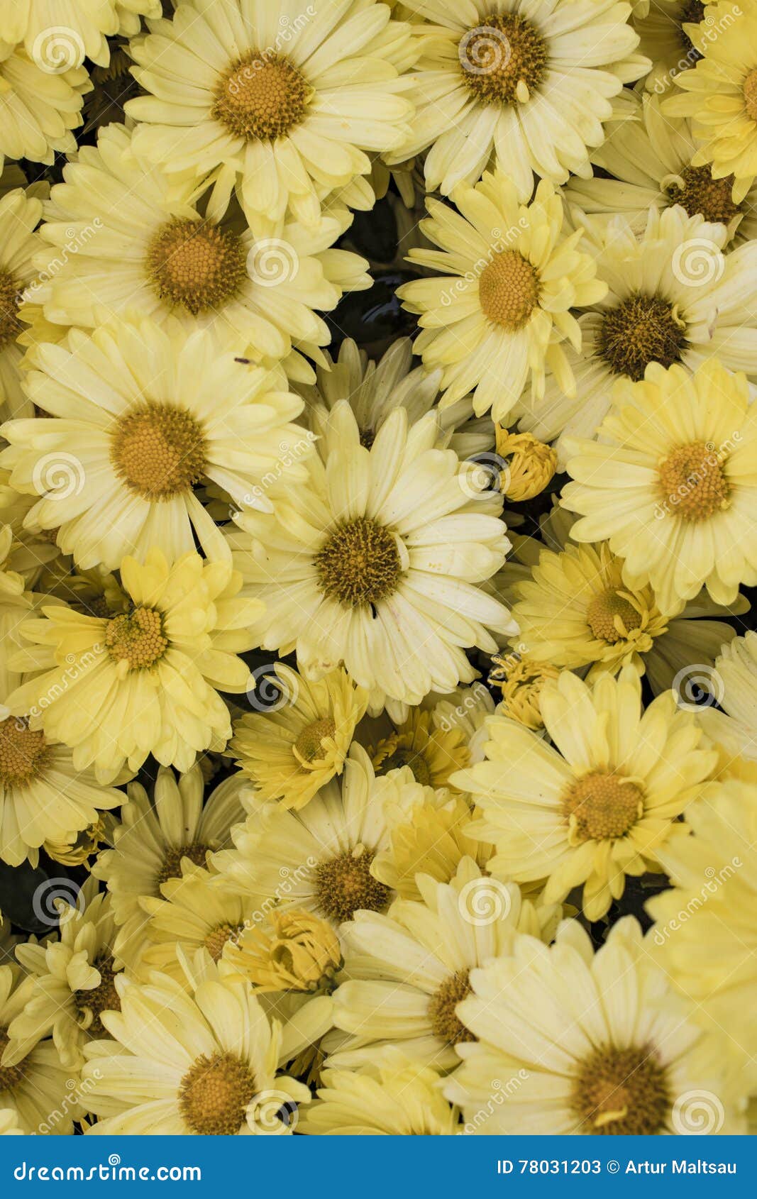 Yellow Daisy Flowers in the Garden. Panorama. Macro. Stock Image