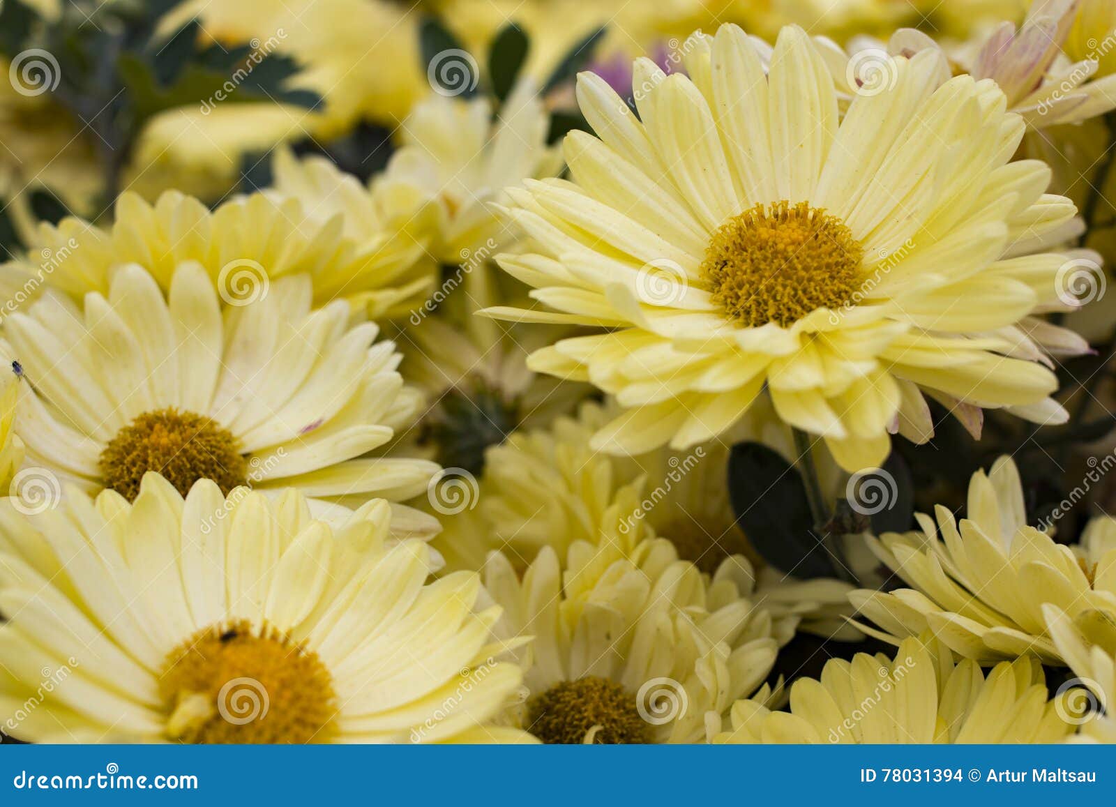 Yellow Daisy Flowers in the Garden. Panorama. Macro. Stock Photo