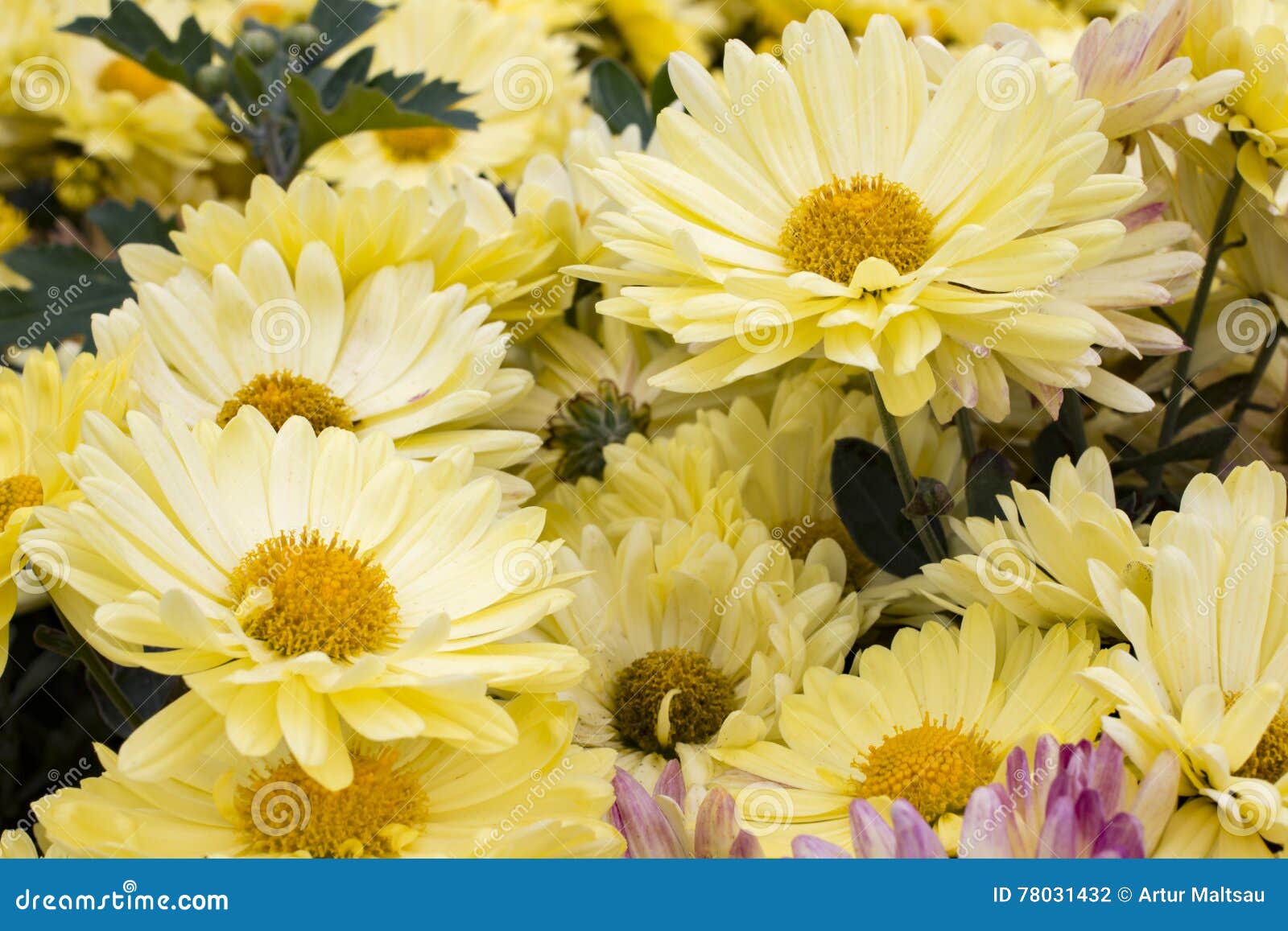 Yellow Daisy Flowers in the Garden. Panorama. Macro. Stock Photo