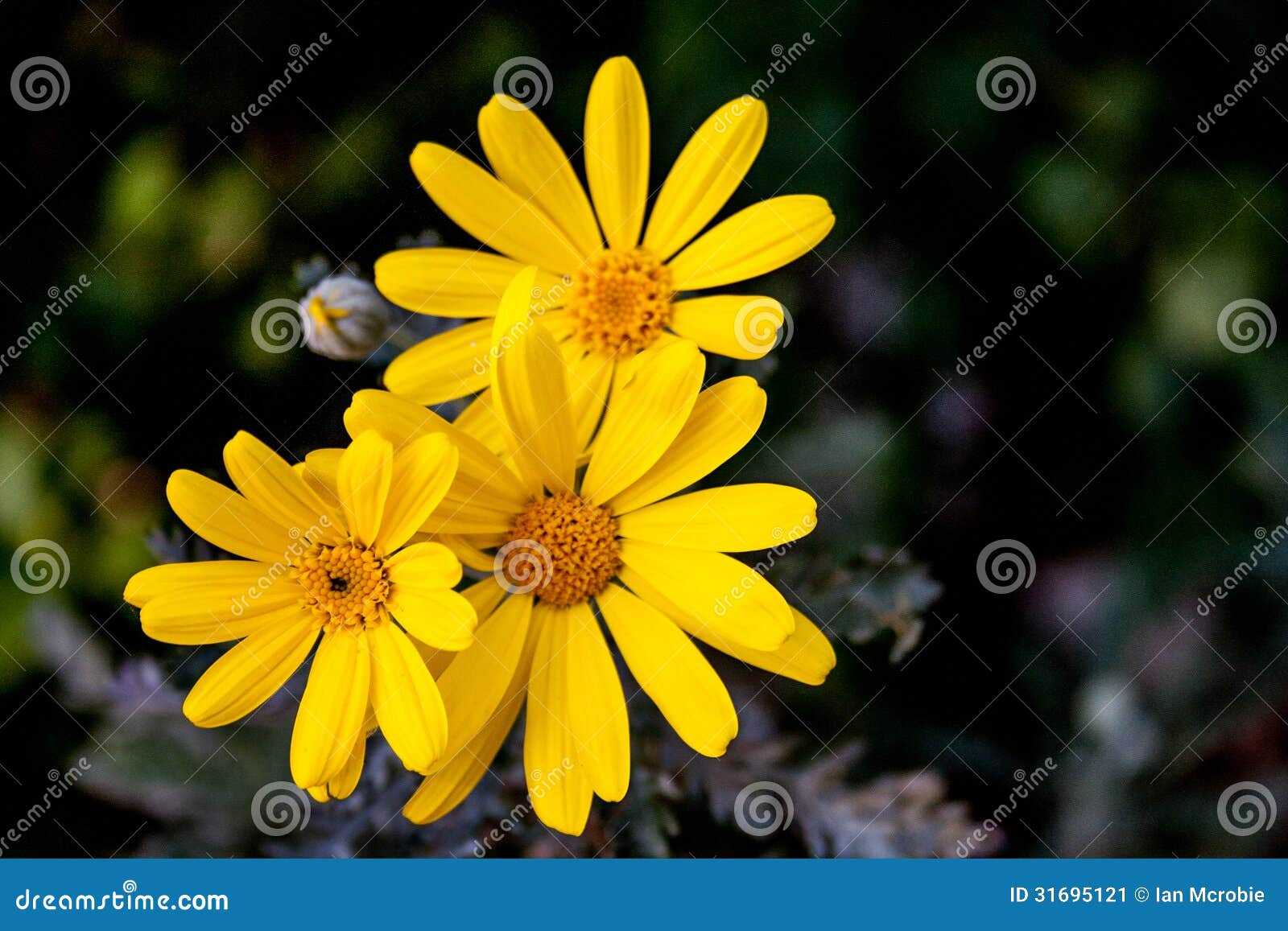Yellow Daisy flowers stock image. Image of nature, plants - 31695121