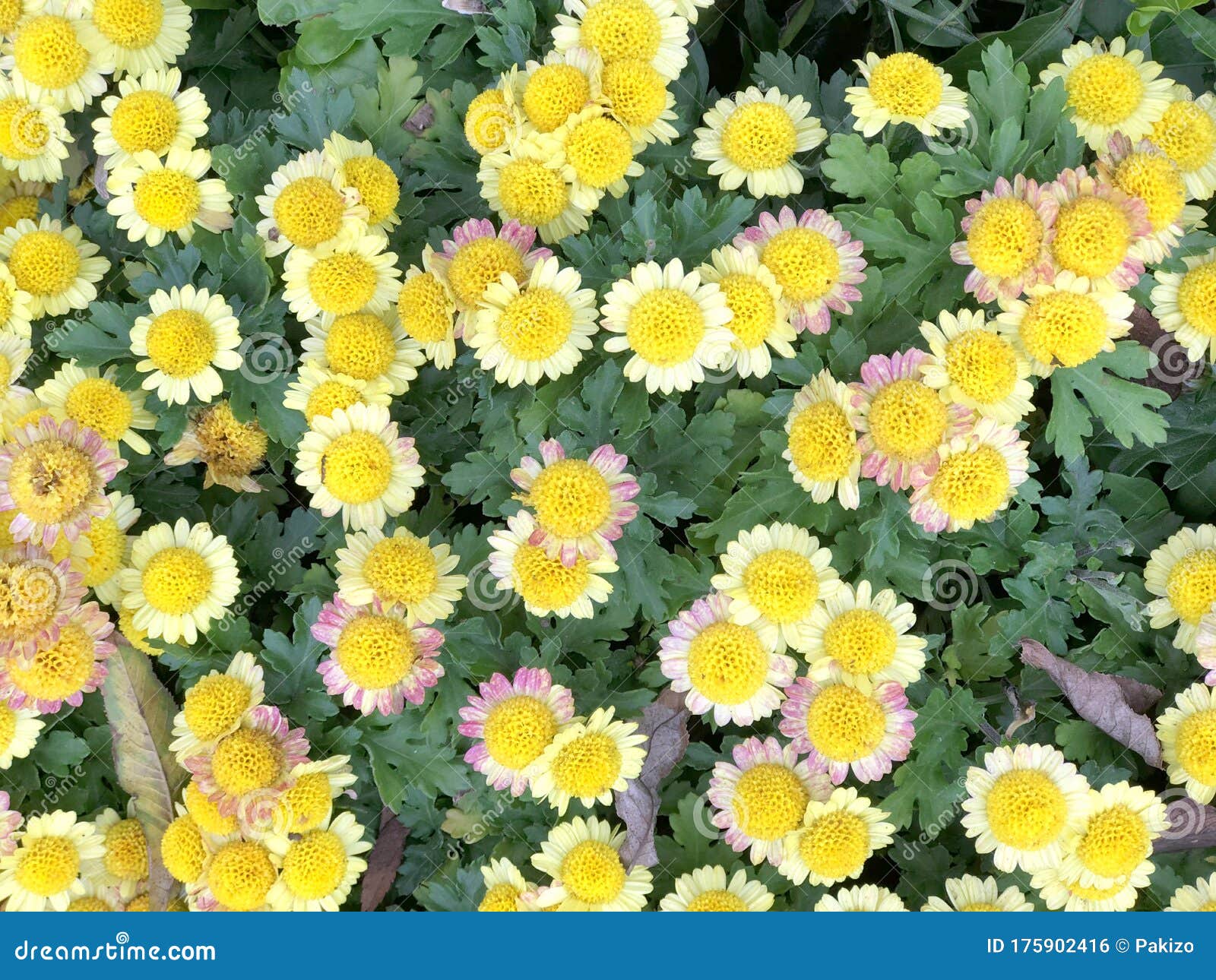 Yellow Daisy, Marguerite Daisy Argyranthemum Frutescens Madeira Crested