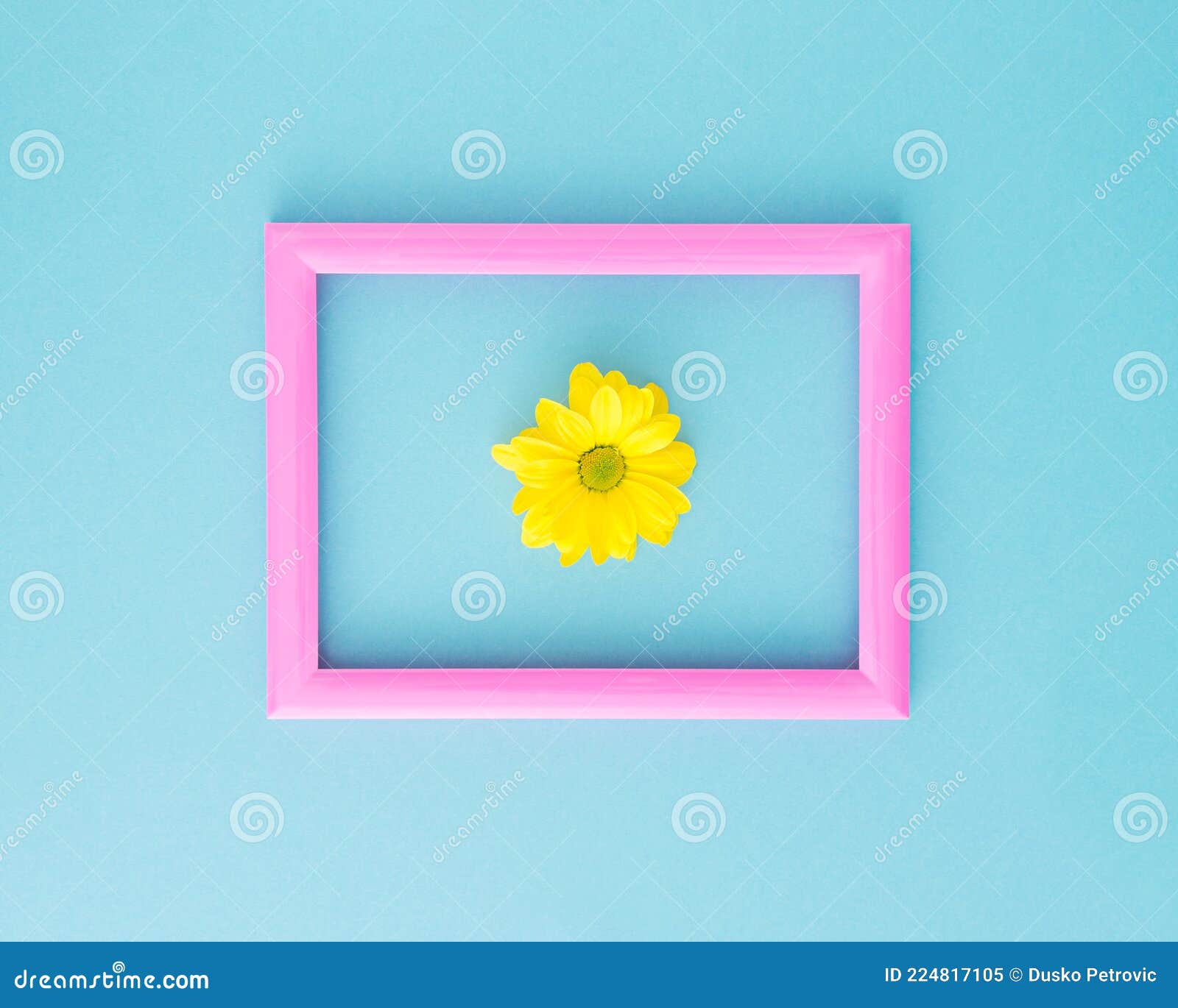 Yellow Daisy in Middle of Pink Picture Frame on Baby Blue Background